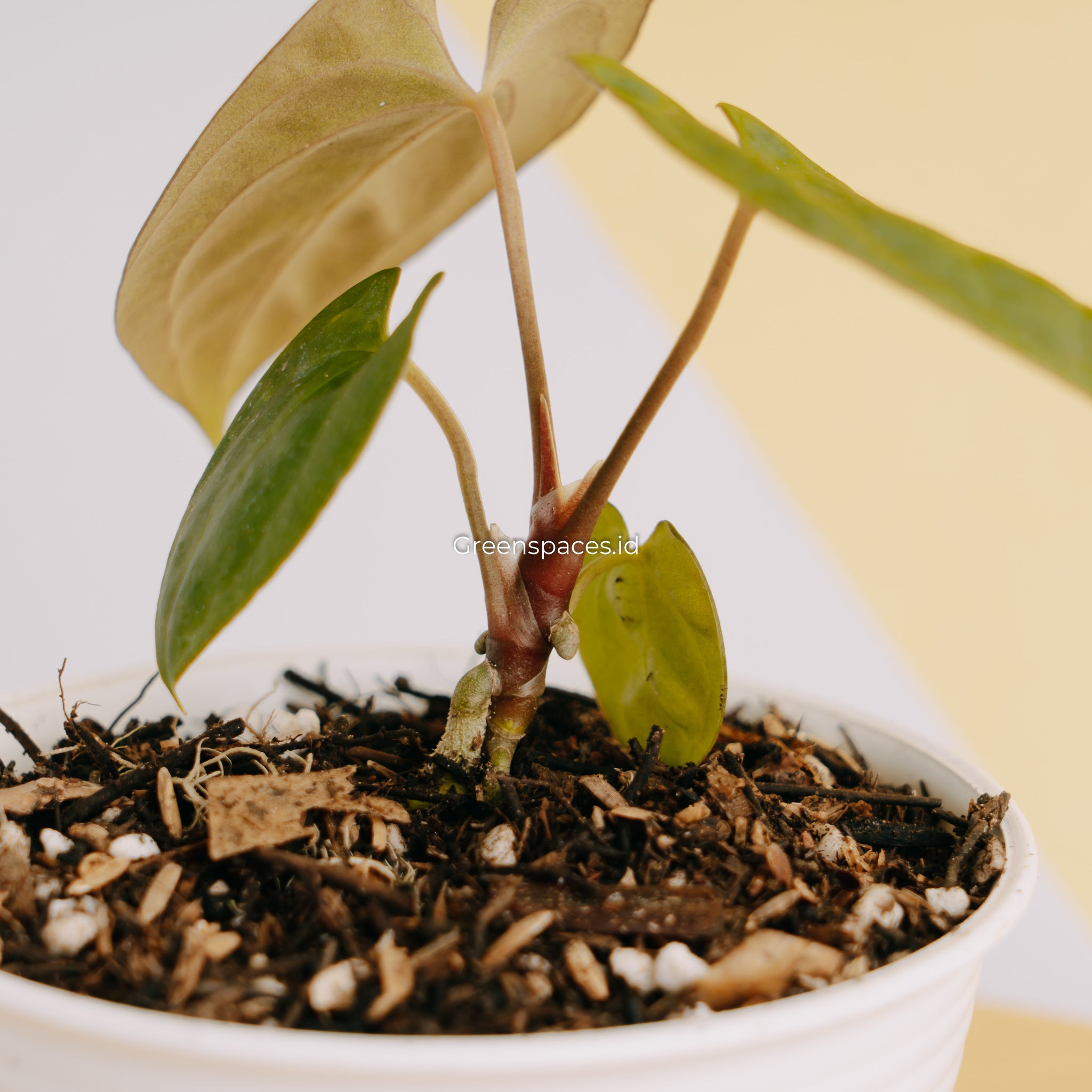 Anthurium Hoffmanii Hybrid x Dark Phoenix