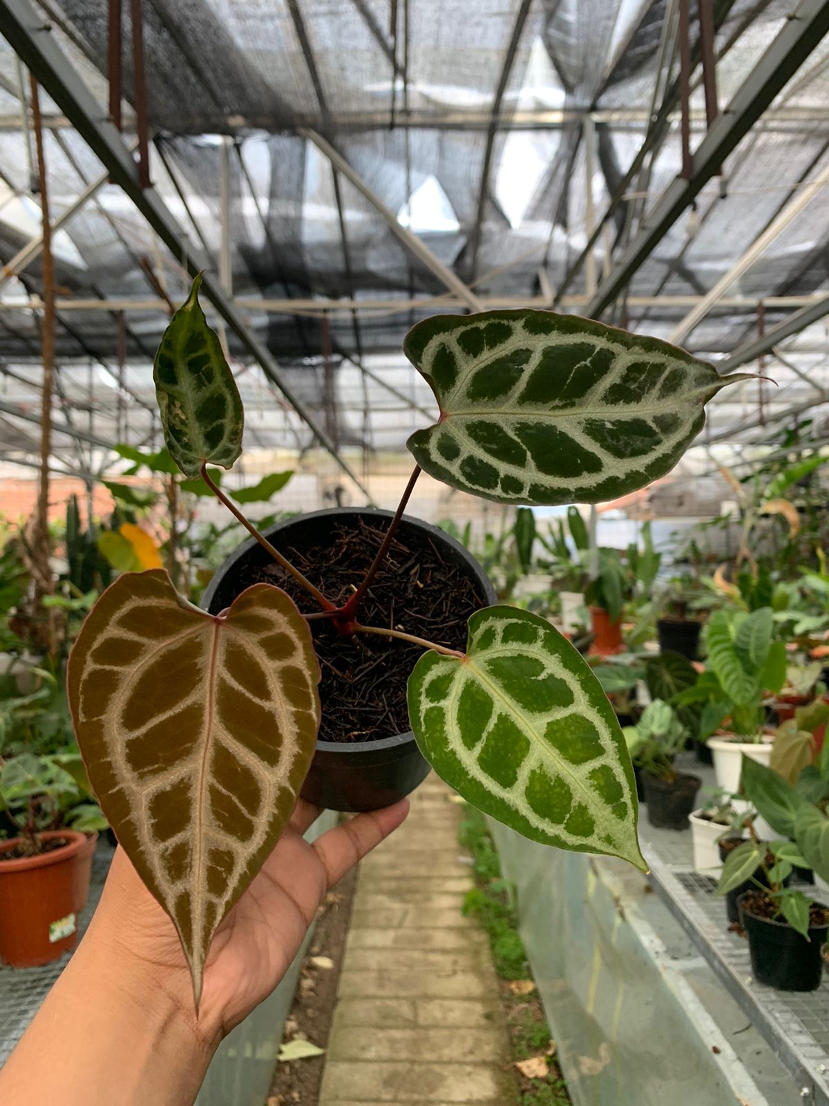 anthurium crystallinum red Anthurium Muchlis x Red Crystallinum