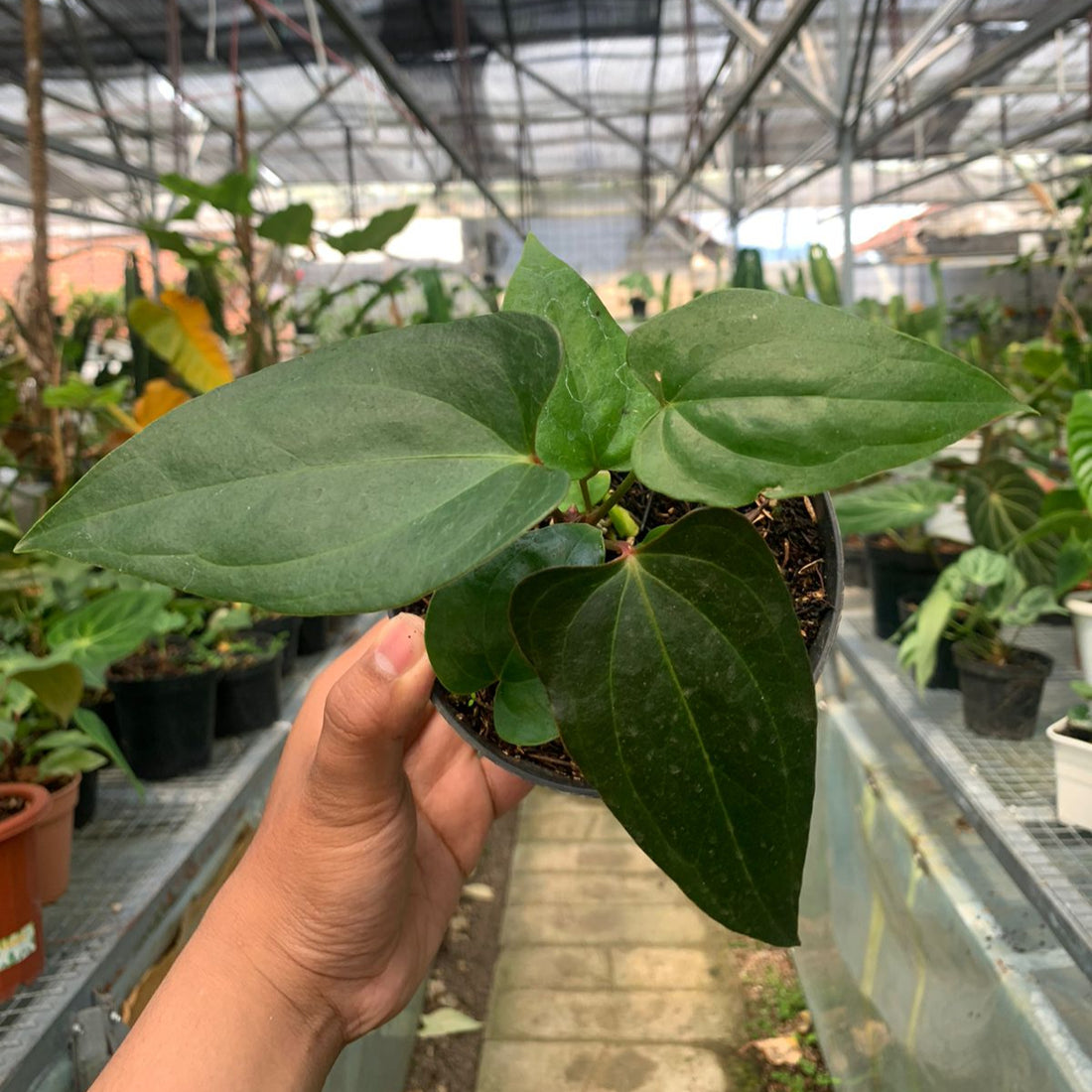 Anthurium Nigrolaminum Gigi x Papilaminum
