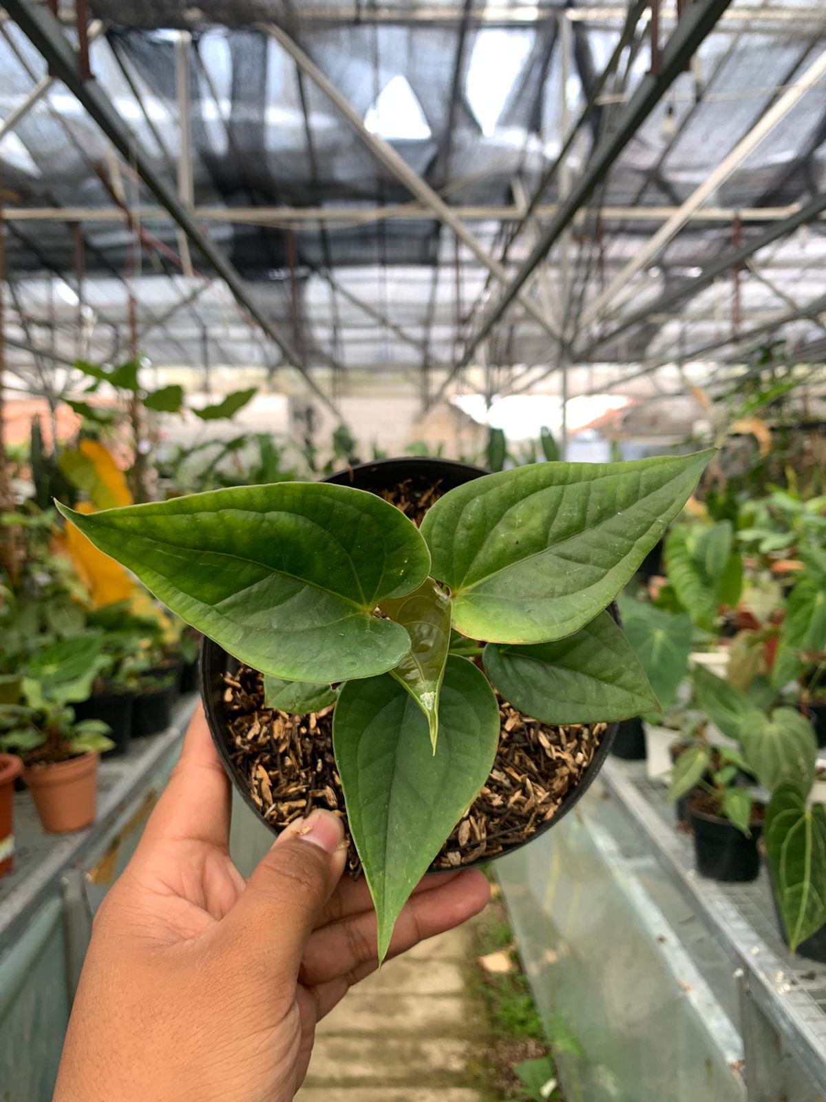 Anthurium Radican x Luxurian
