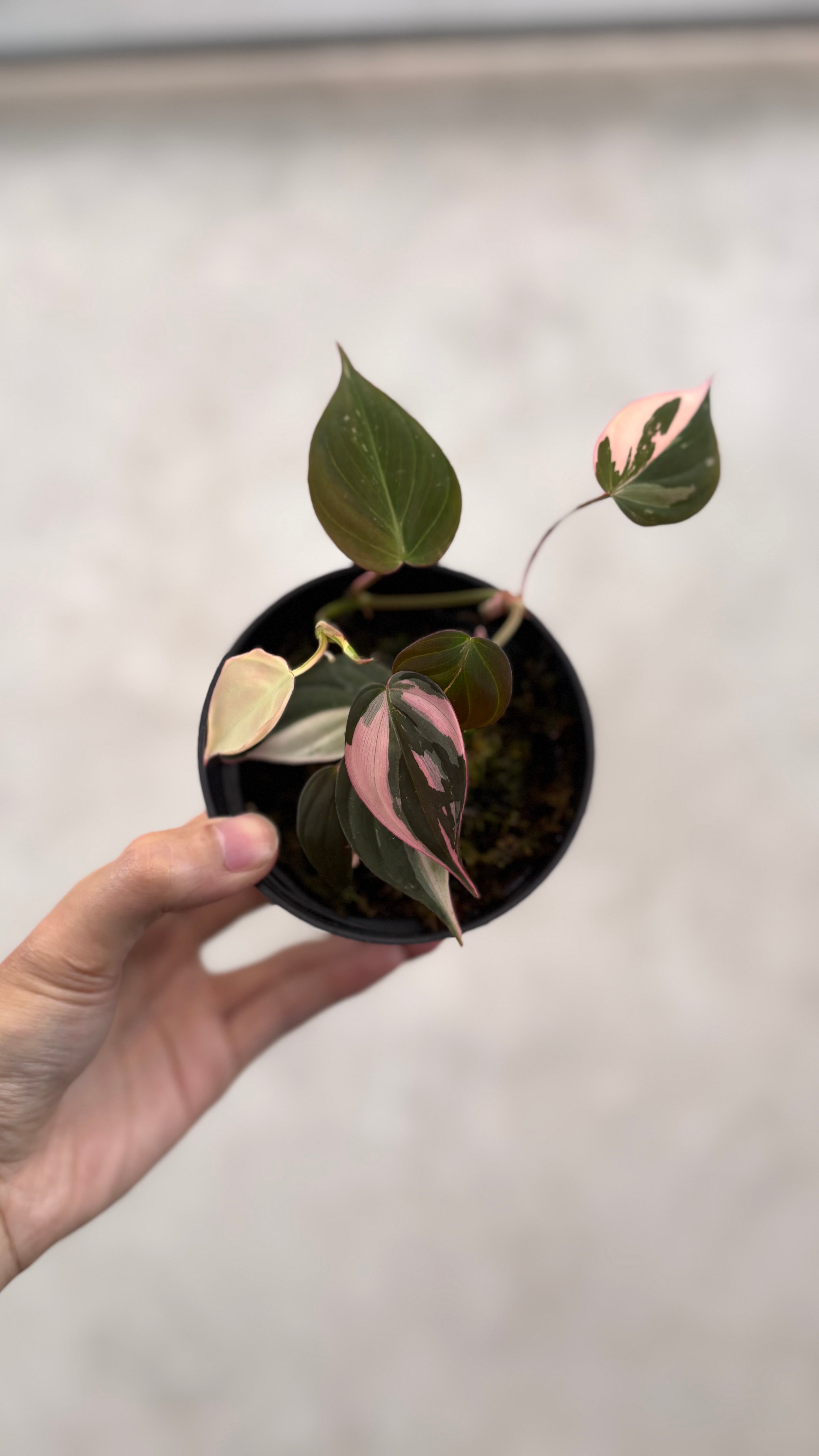 Philodendron Mican Pink Variegated