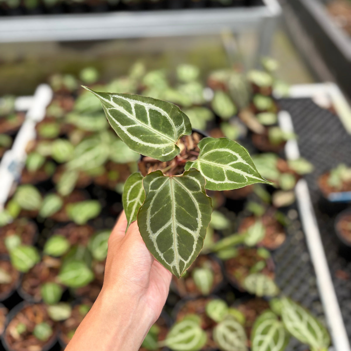 Anthurium Hellboy x Muchlis RC