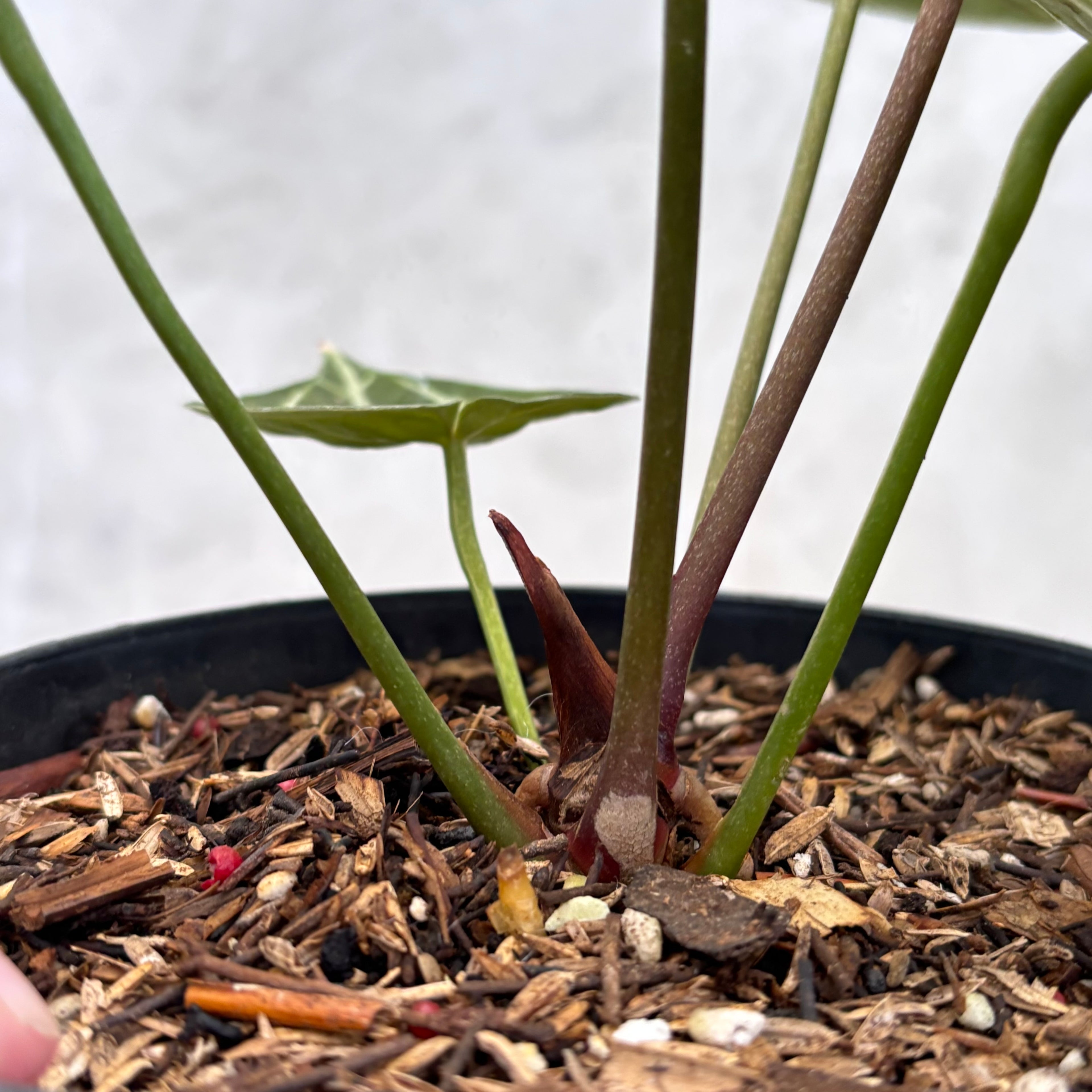 Anthurium Red Tiger Super Selected