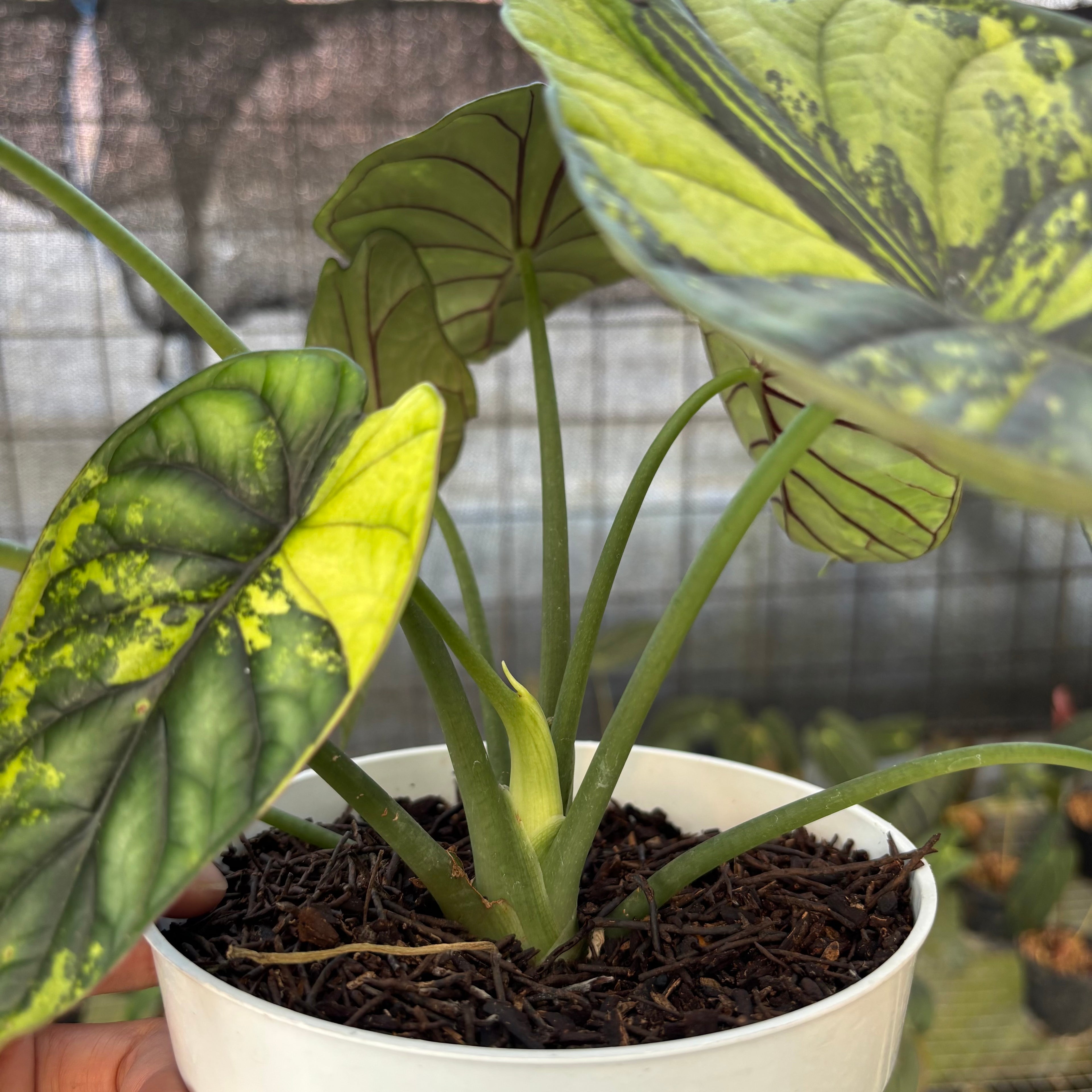 RP22-9 Alocasia Dragon Scale Variegated Mature Size