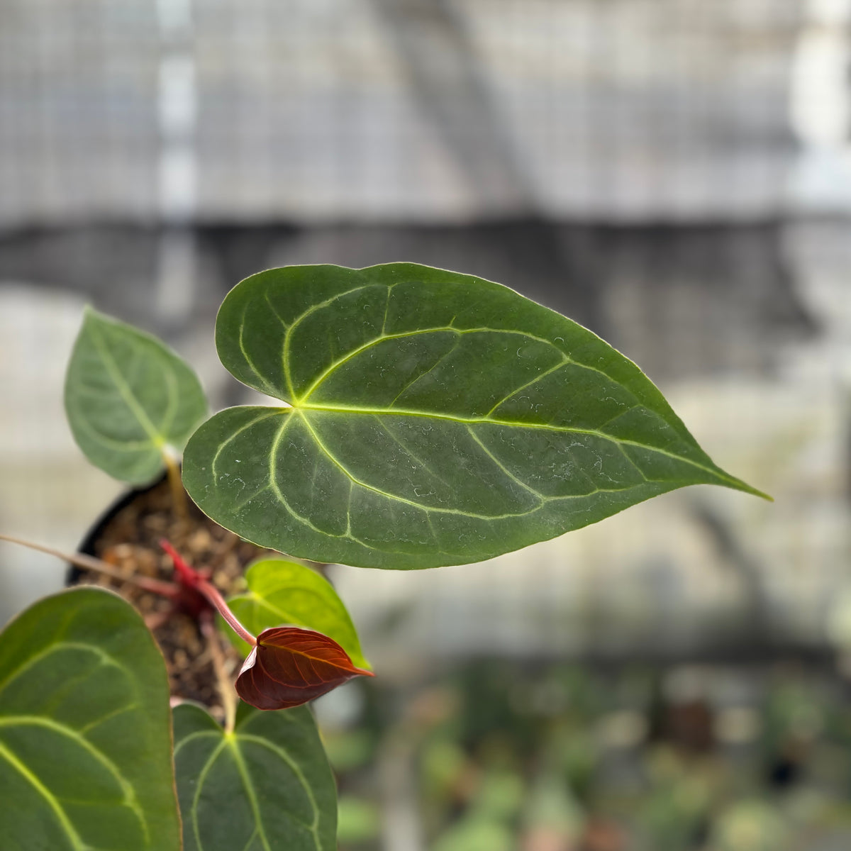 RP2-10 Anthurium Papilillaminum Xone