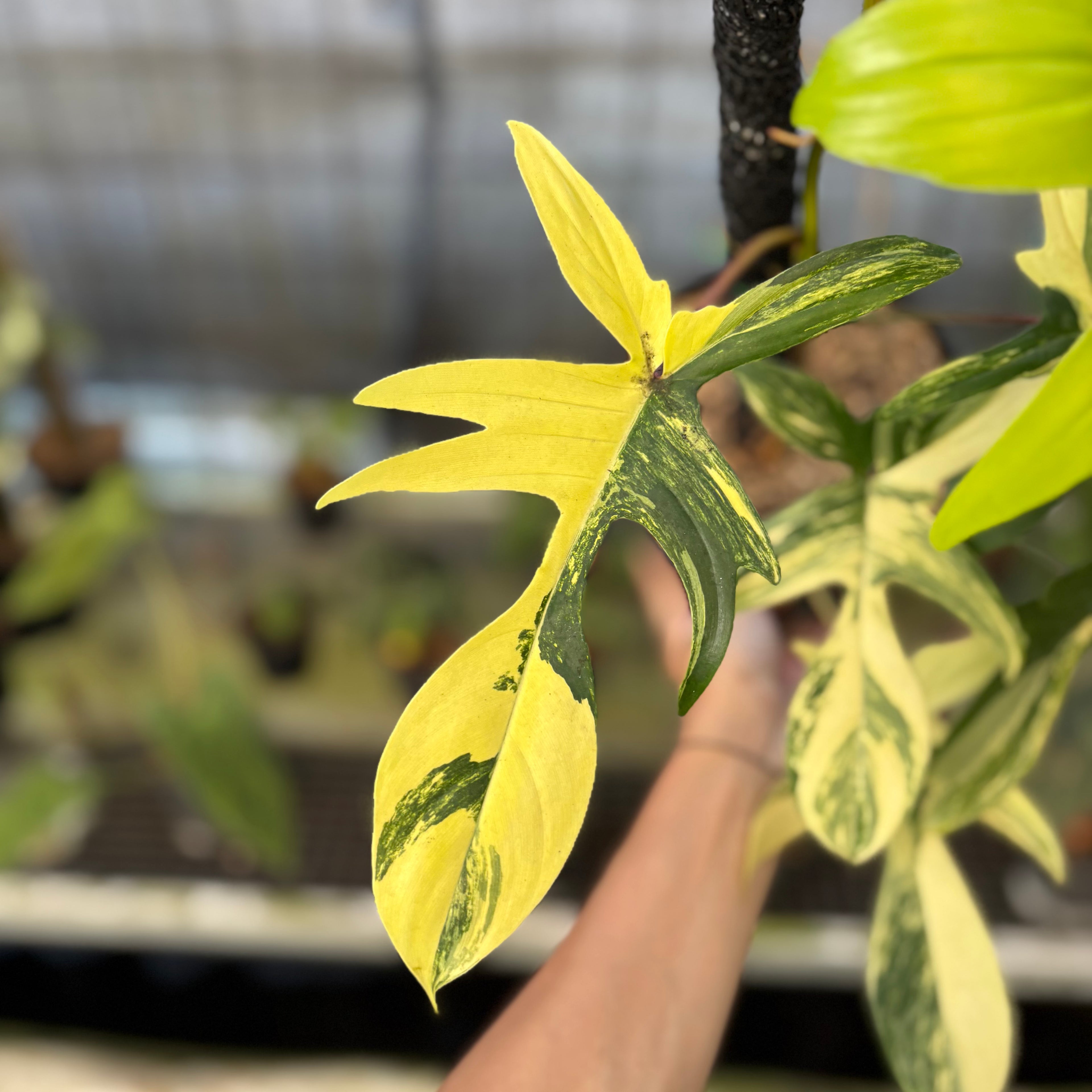 RP29-9 Philodendron Florida Beauty Mature Size