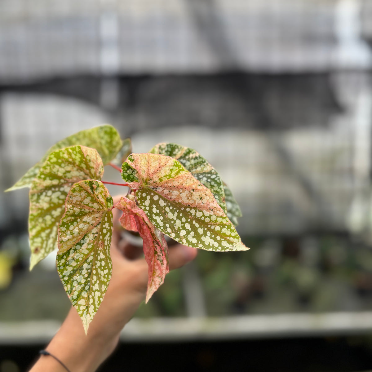 RP7-10 Begonia Snow Capped Variegated