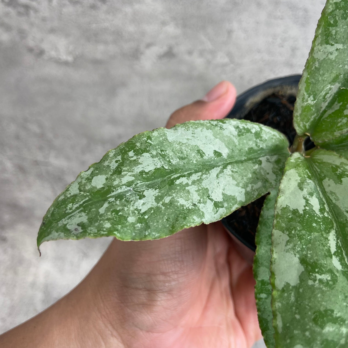 RP66-10 Hoya Undulata Silver