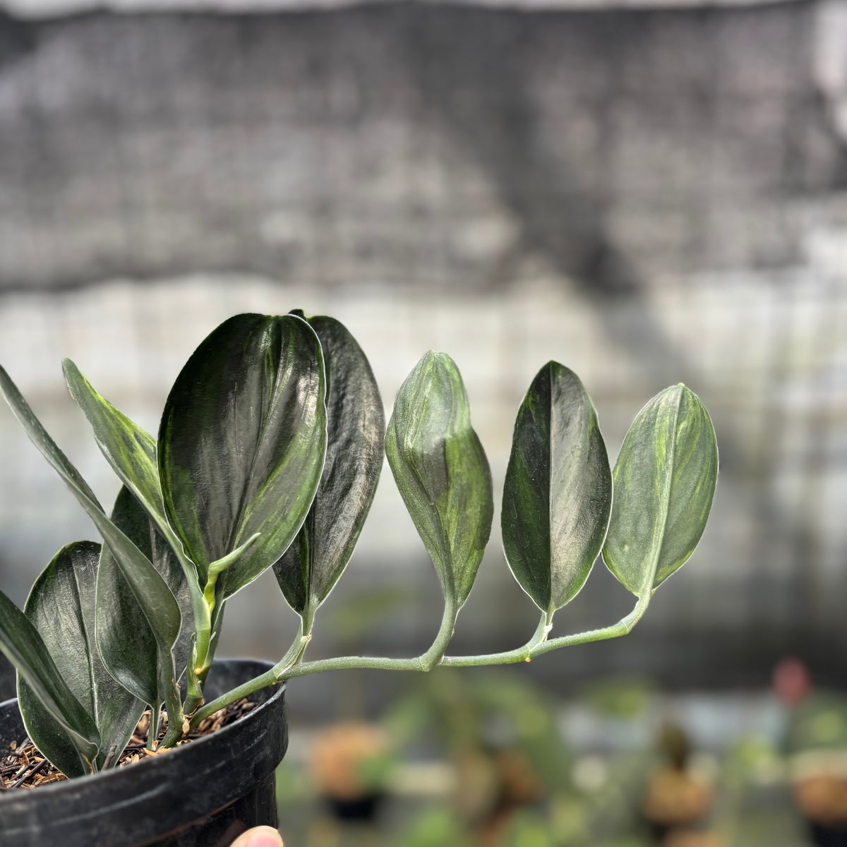 RP1-9 Scindapsus Treaubi Black Variegated