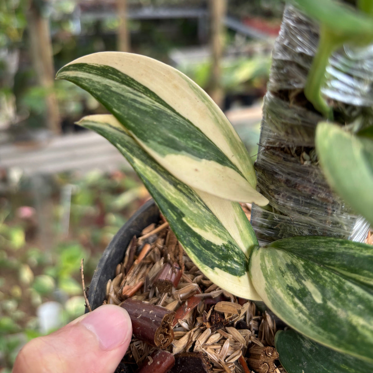 Scindapsus Moonlight Long