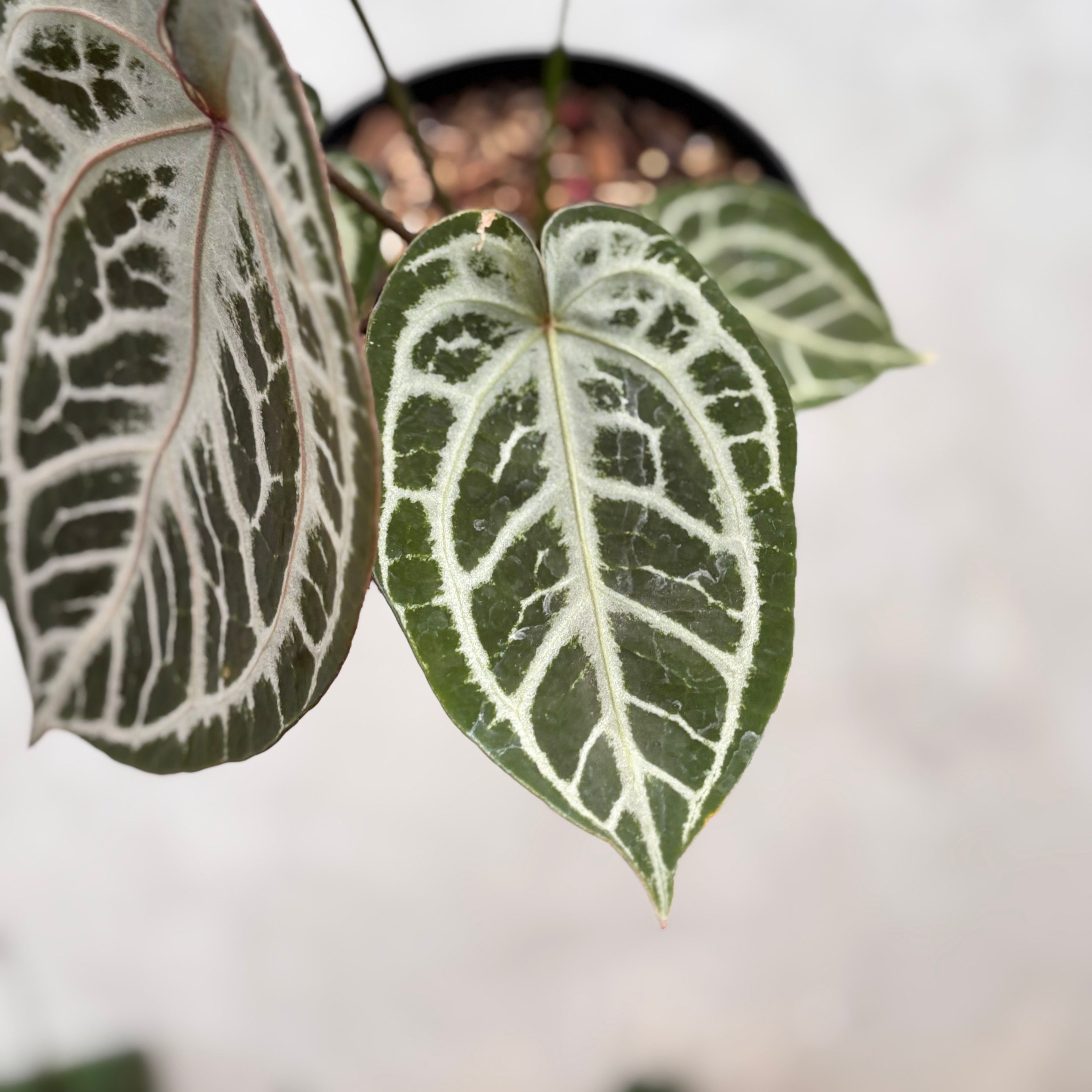 Anthurium Red Tiger Super Selected