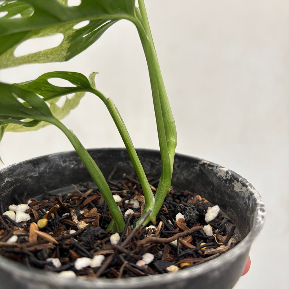 Monstera Blanchetii Variegated
