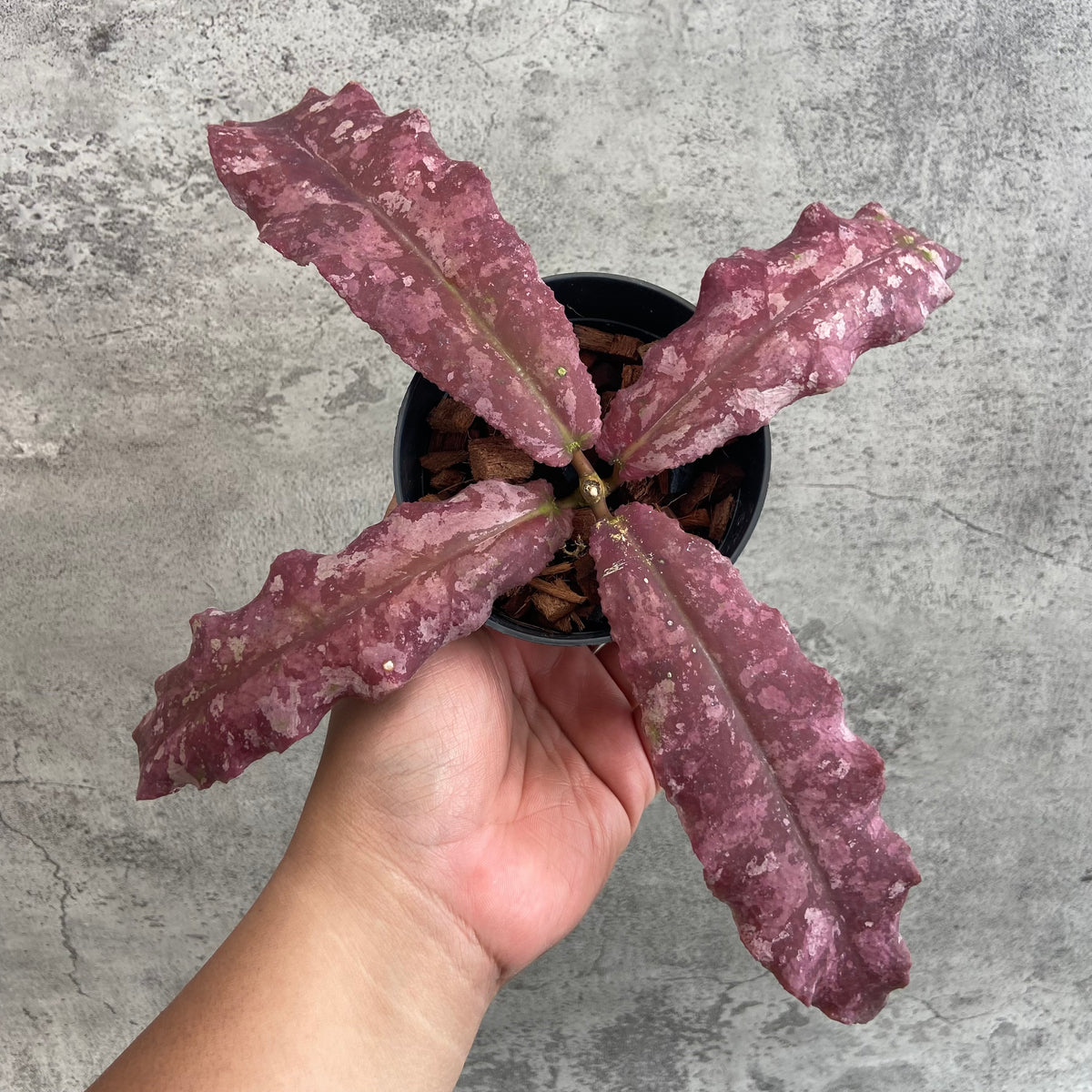 RP64-10 Hoya Undulata Red