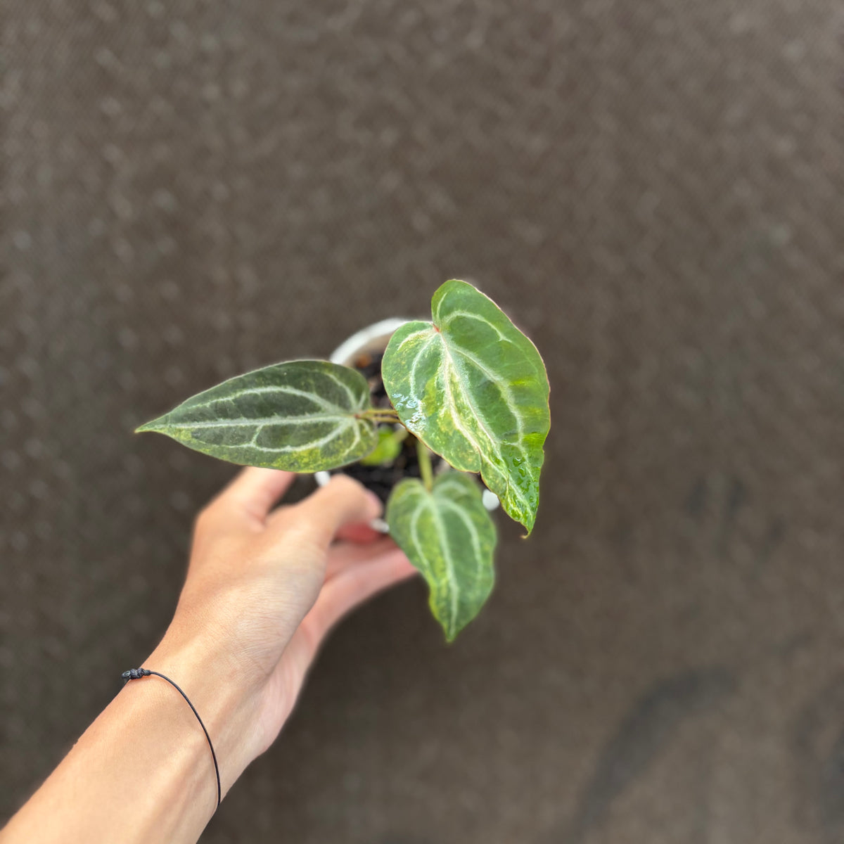RP33-10 Anthurium BVIT x Michelle Variegated
