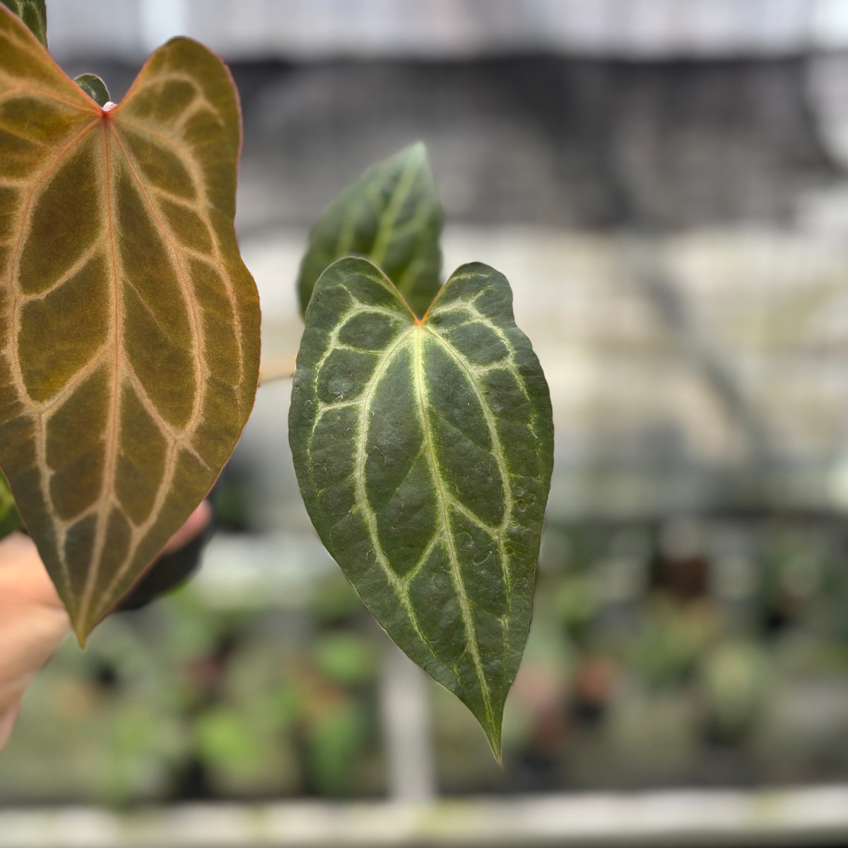 RP1-10 Anthurium BVIT x Zara Michelle