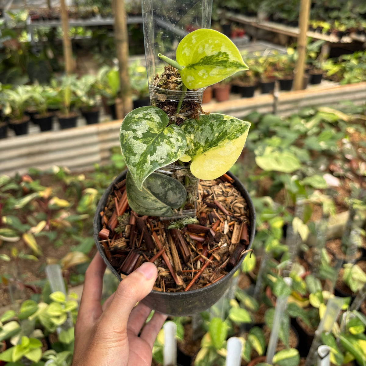 Scindapsus Bakudapati