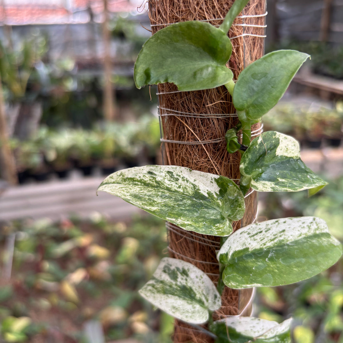 Rhaphidophora Korsthalsii Albo