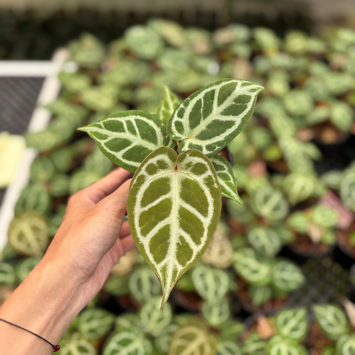 Anthurium Magnificum Silver x Red Crystallinum (HU)