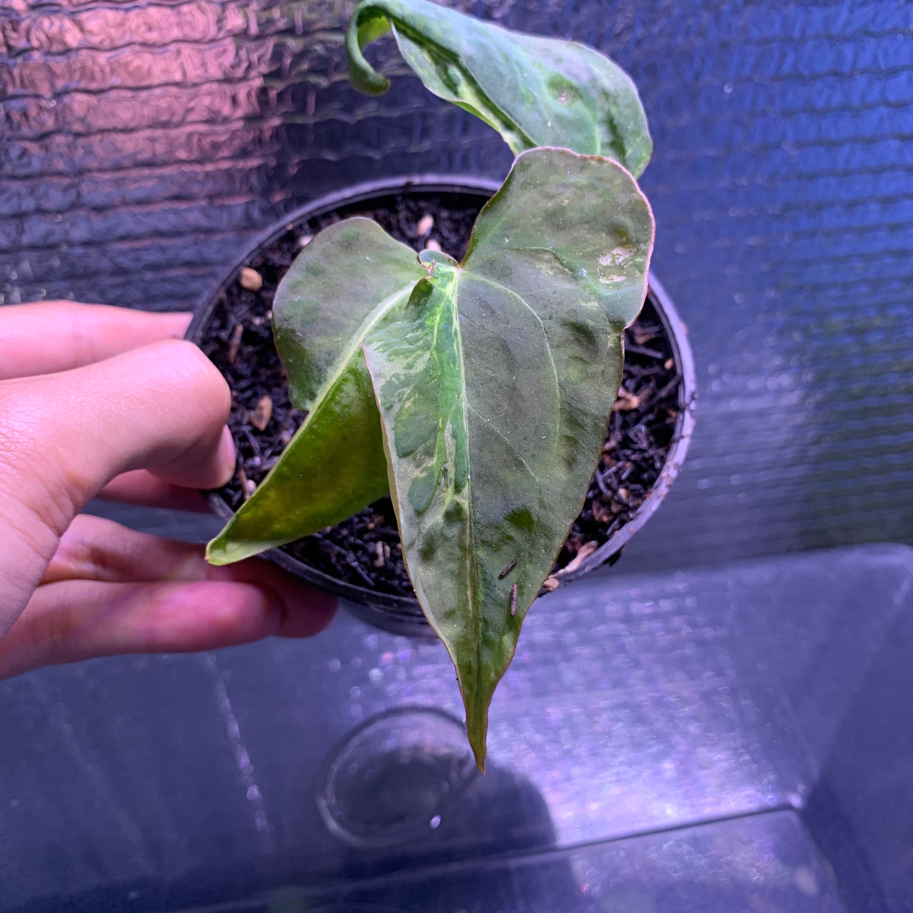 RP67-8 Anthurium Papilillaminum Mutation