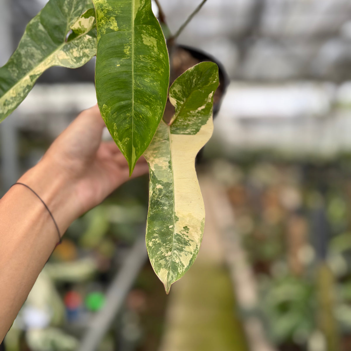 RP12-10 Philodendron Domesticum x Atabaphoense Variegated