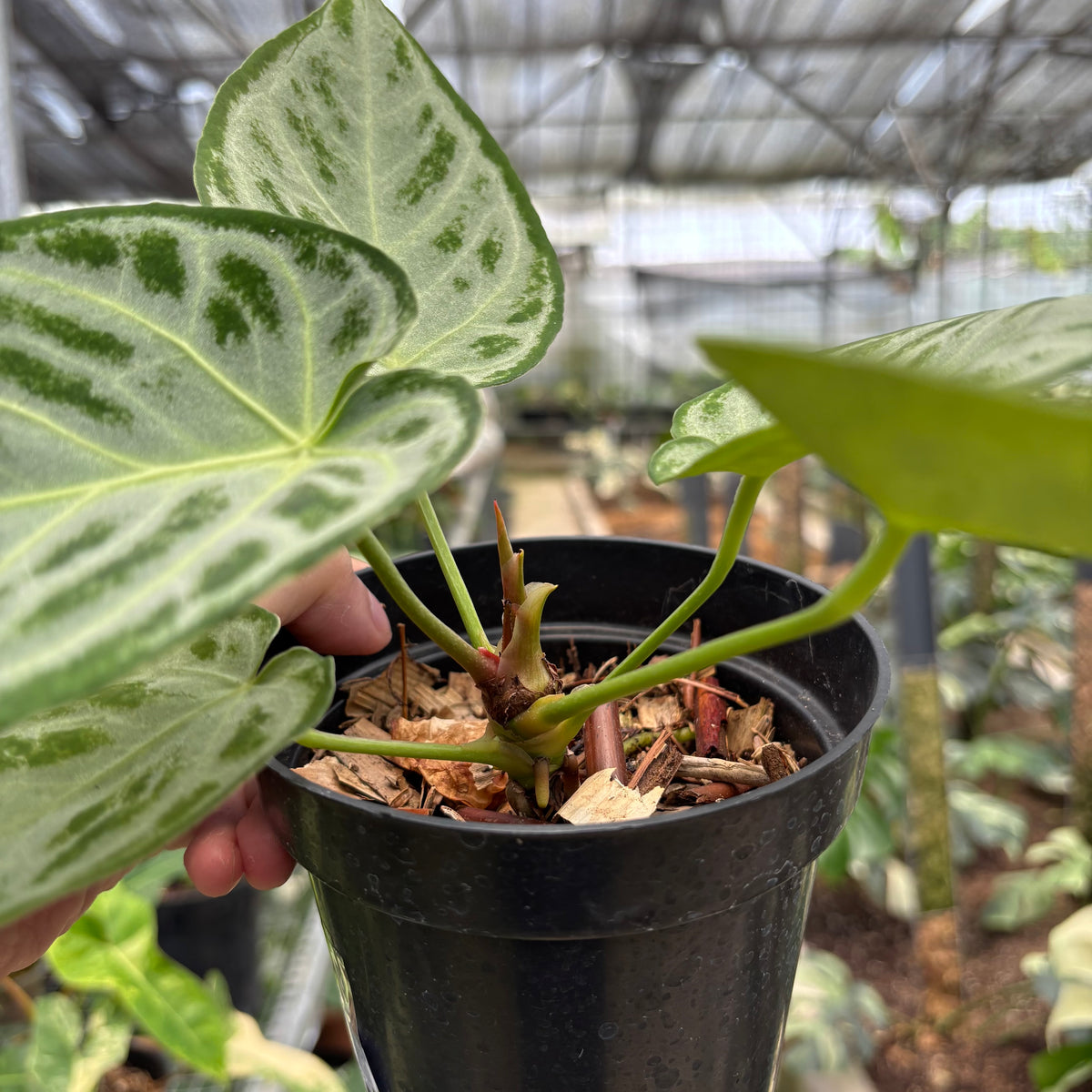 RP24-10 Anthurium Silver Chrome Full Silver