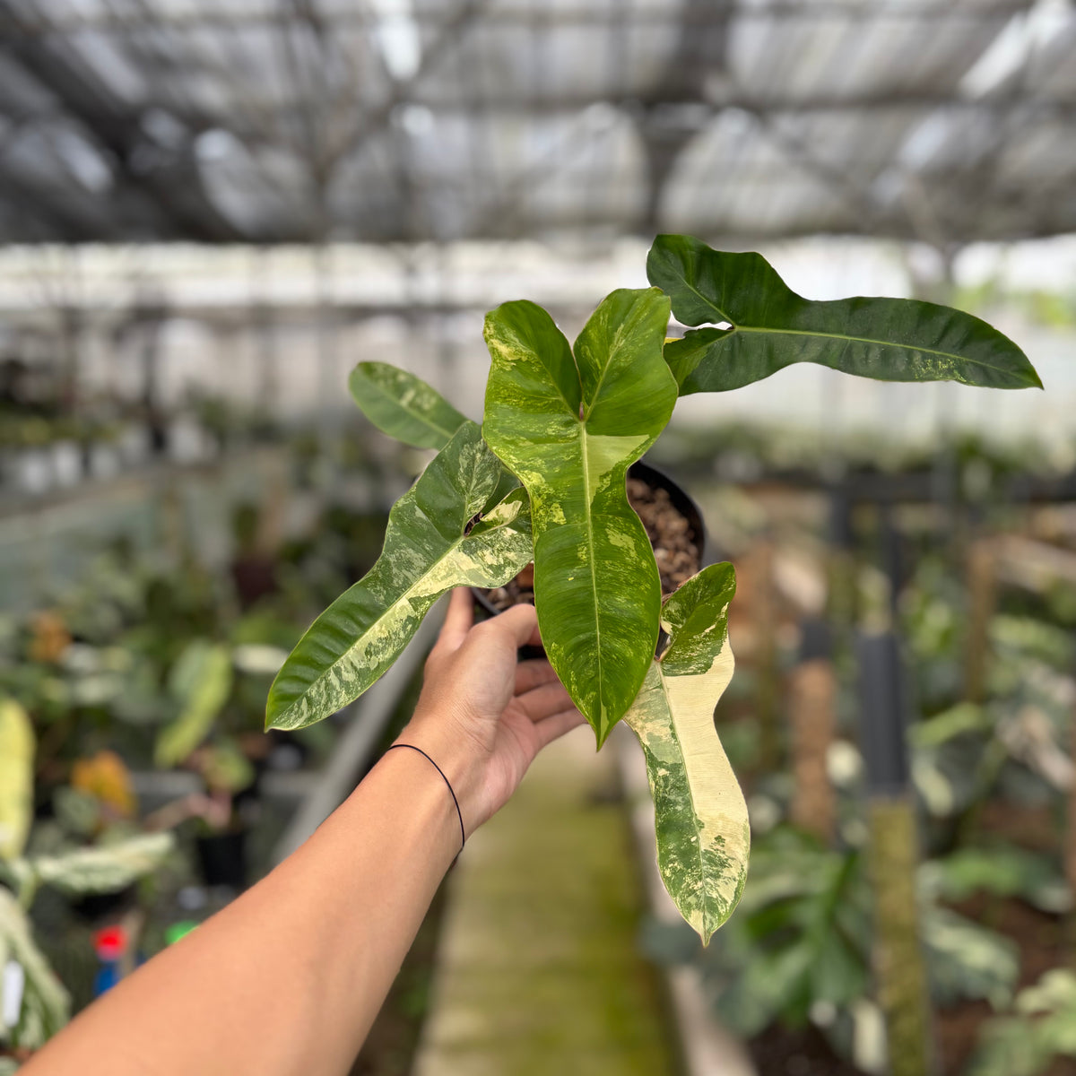 RP12-10 Philodendron Domesticum x Atabaphoense Variegated