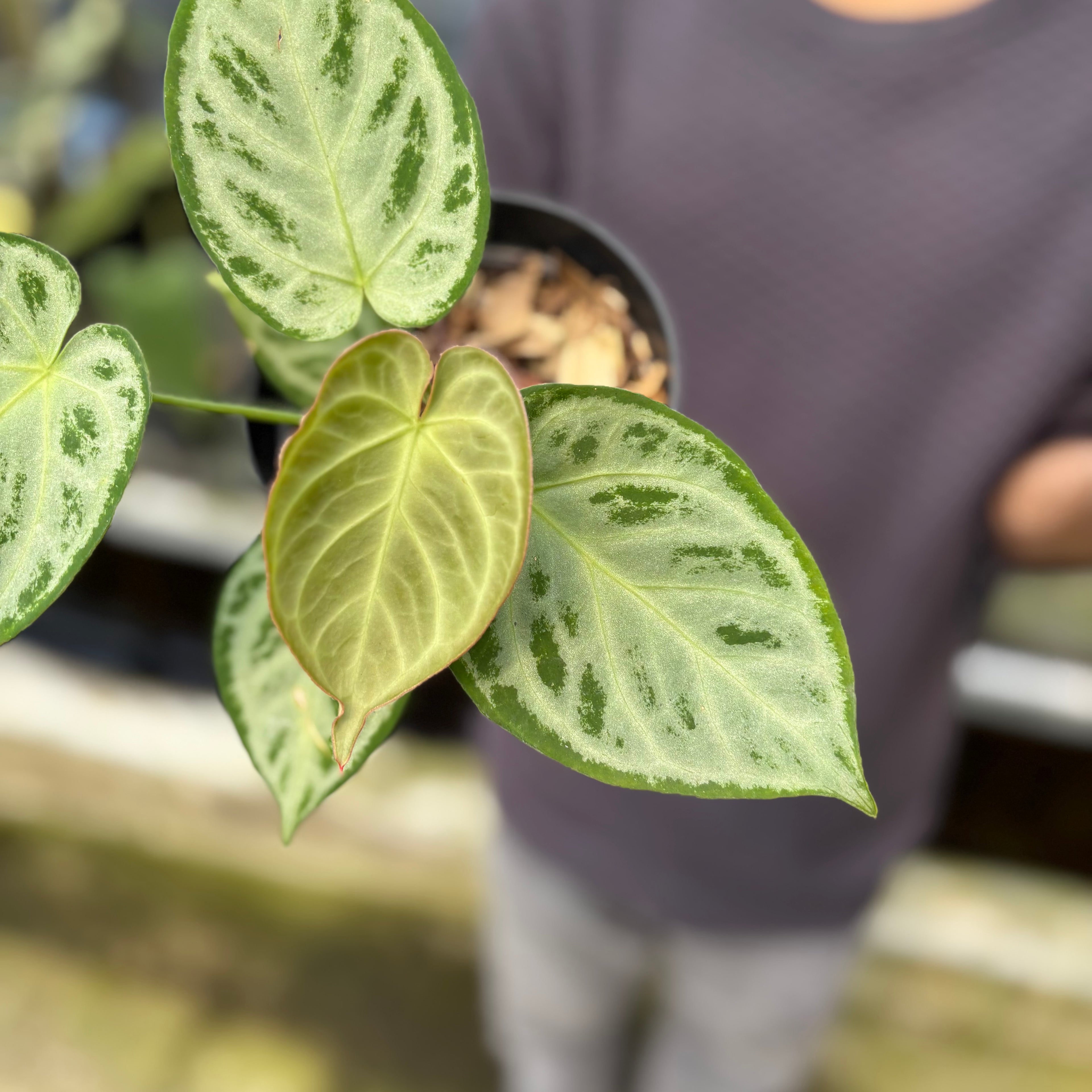 RP6-9 Anthurium Silver Chrome Full Silver (2 pcs)