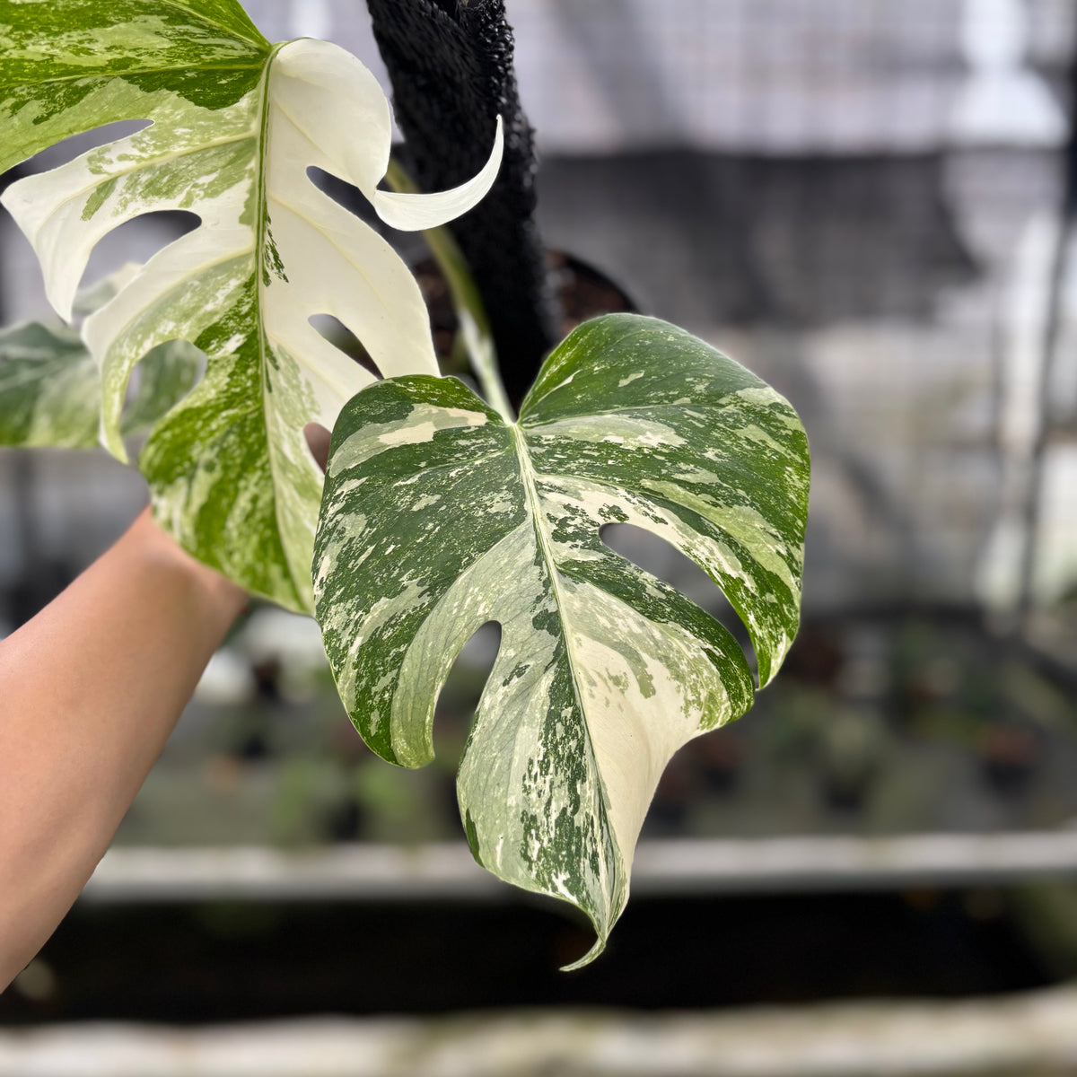 RP6-10 Monstera Albo White Tiger Variegated