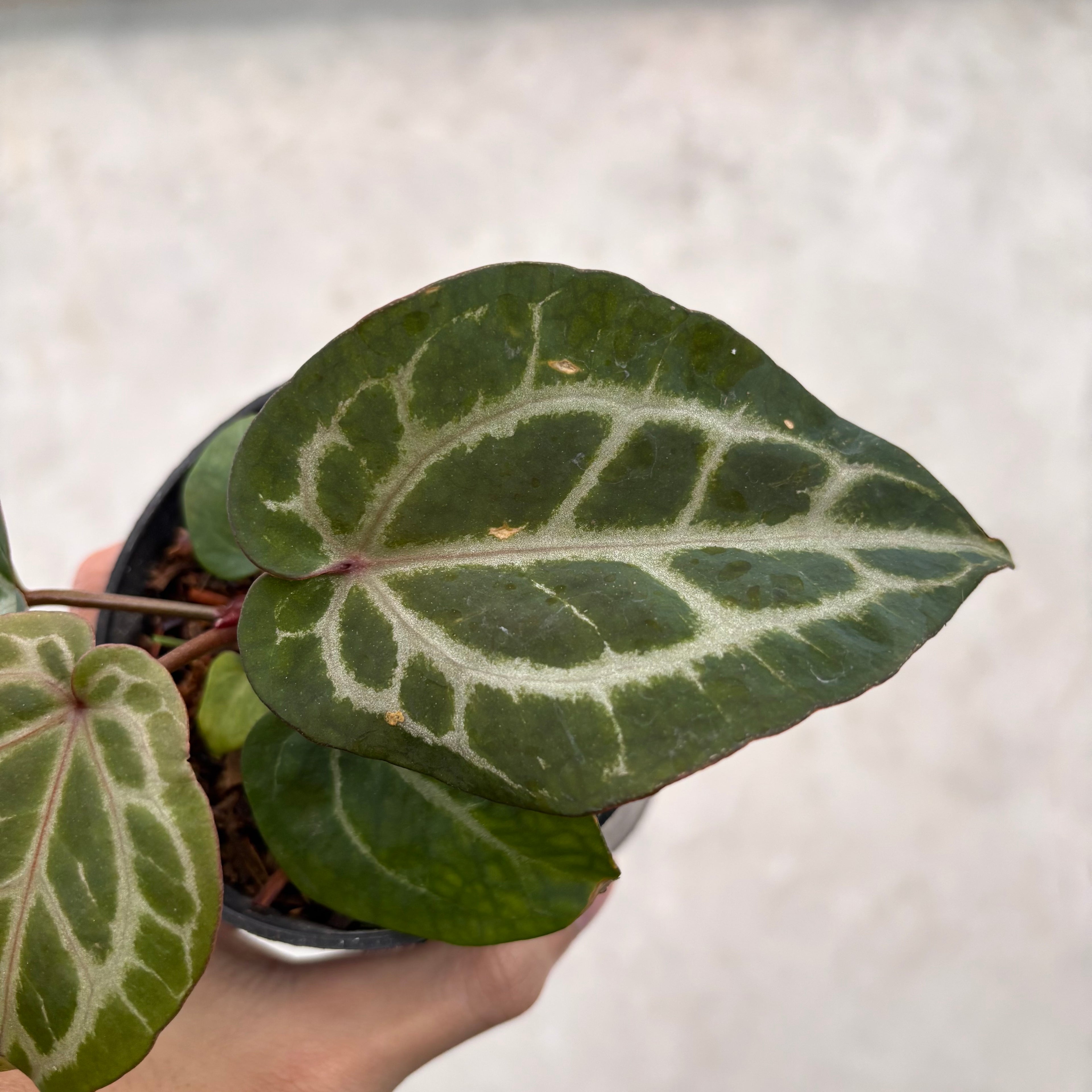 Anthurium Chocolate x Red Crystallinum
