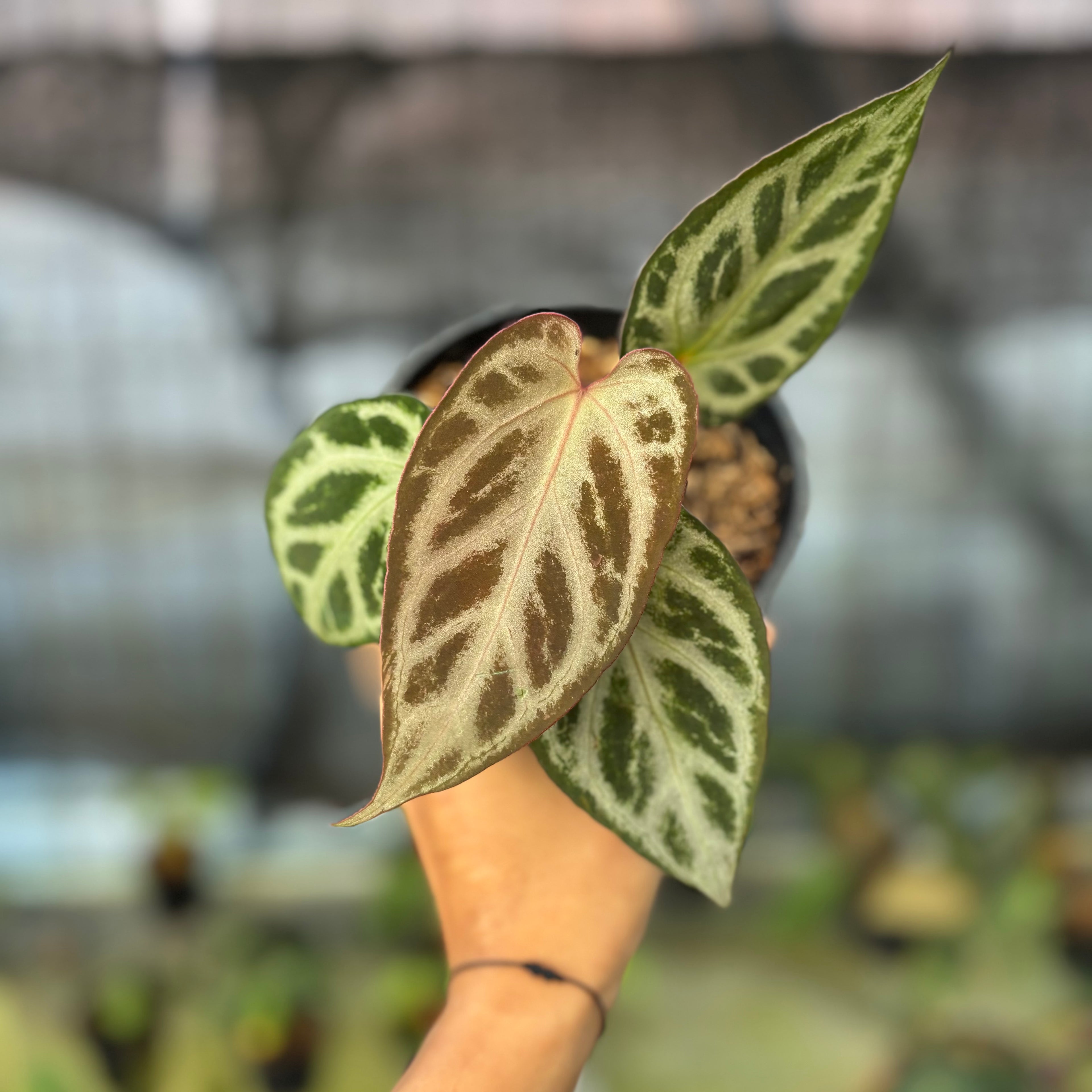 RP32-9 Anthurium Michelle x Red Crystallinum