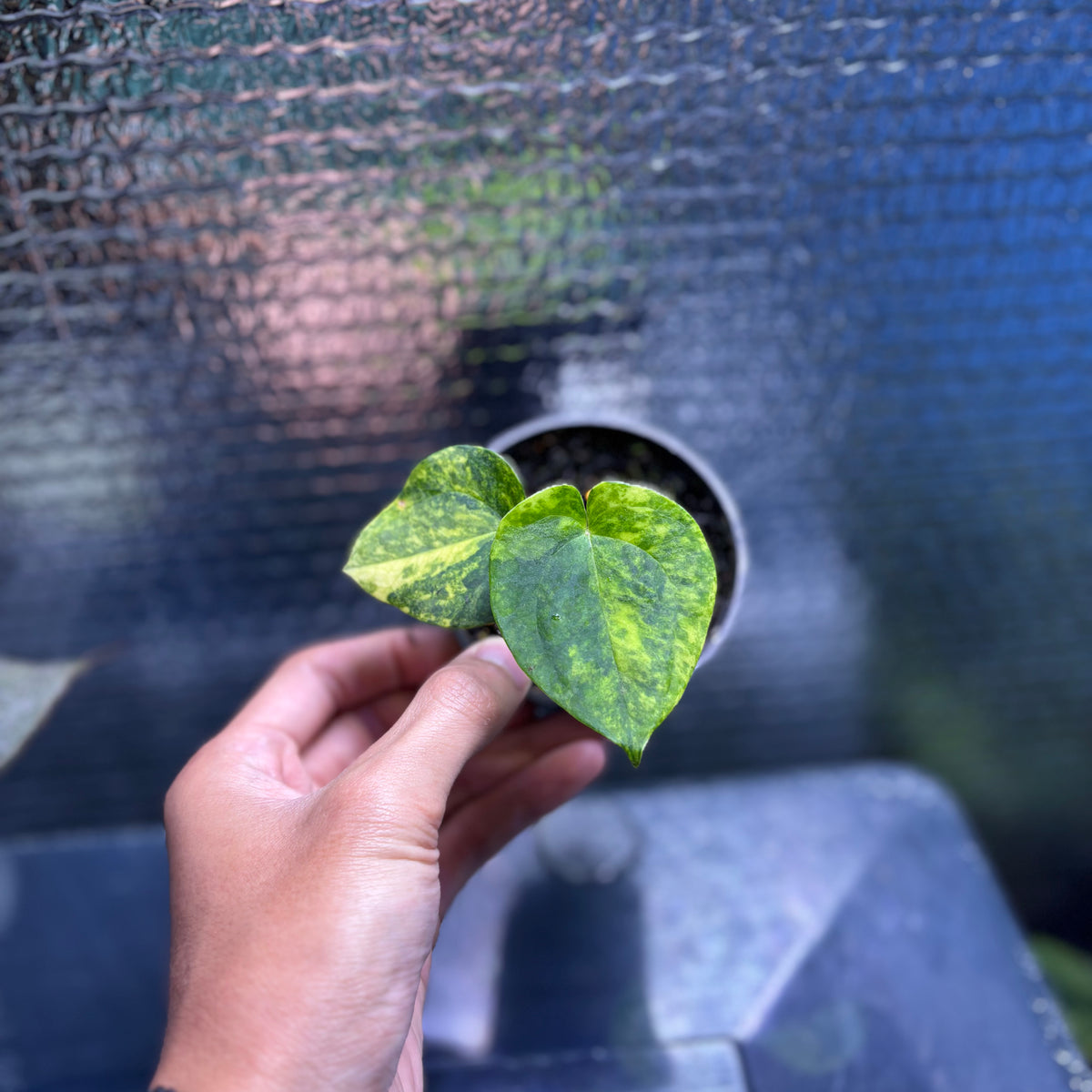 RP34-9 Anthurium KOS x AOS Variegated