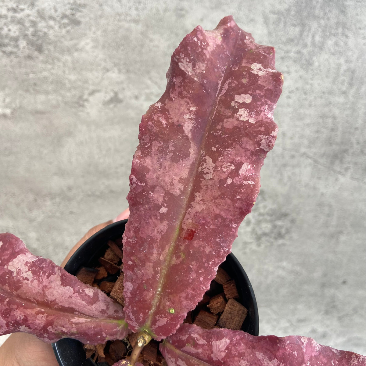 RP64-10 Hoya Undulata Red