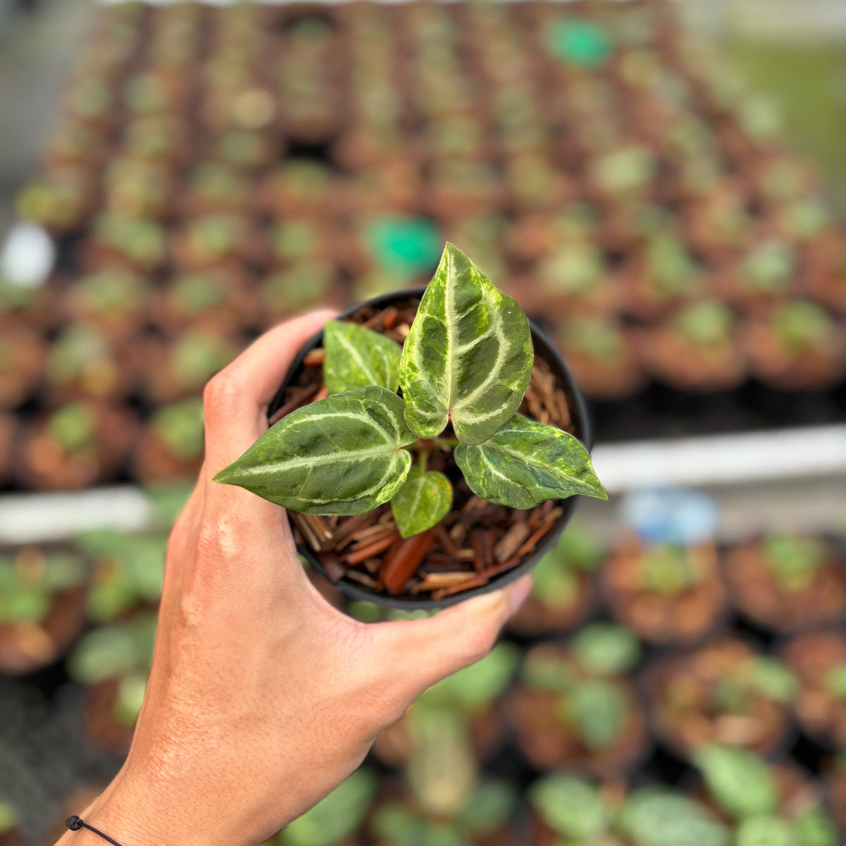 Anthurium SKG Self