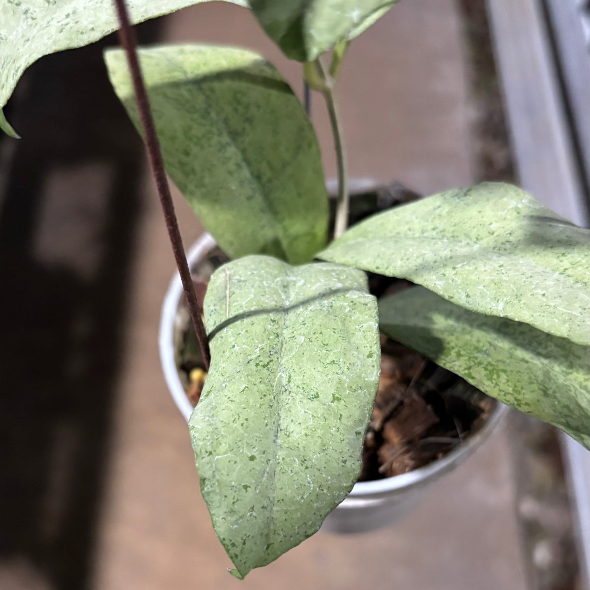 Hoya Ramona (AFF Vitellina x Callistophylla)