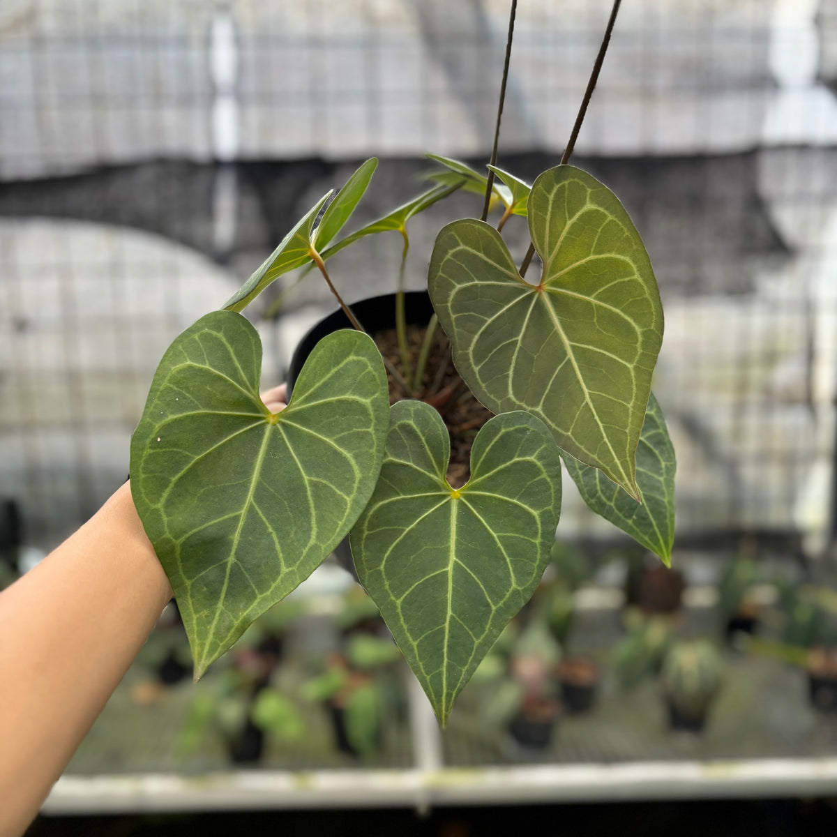 RP5-10 Anthurium Clarinervium Hybrid