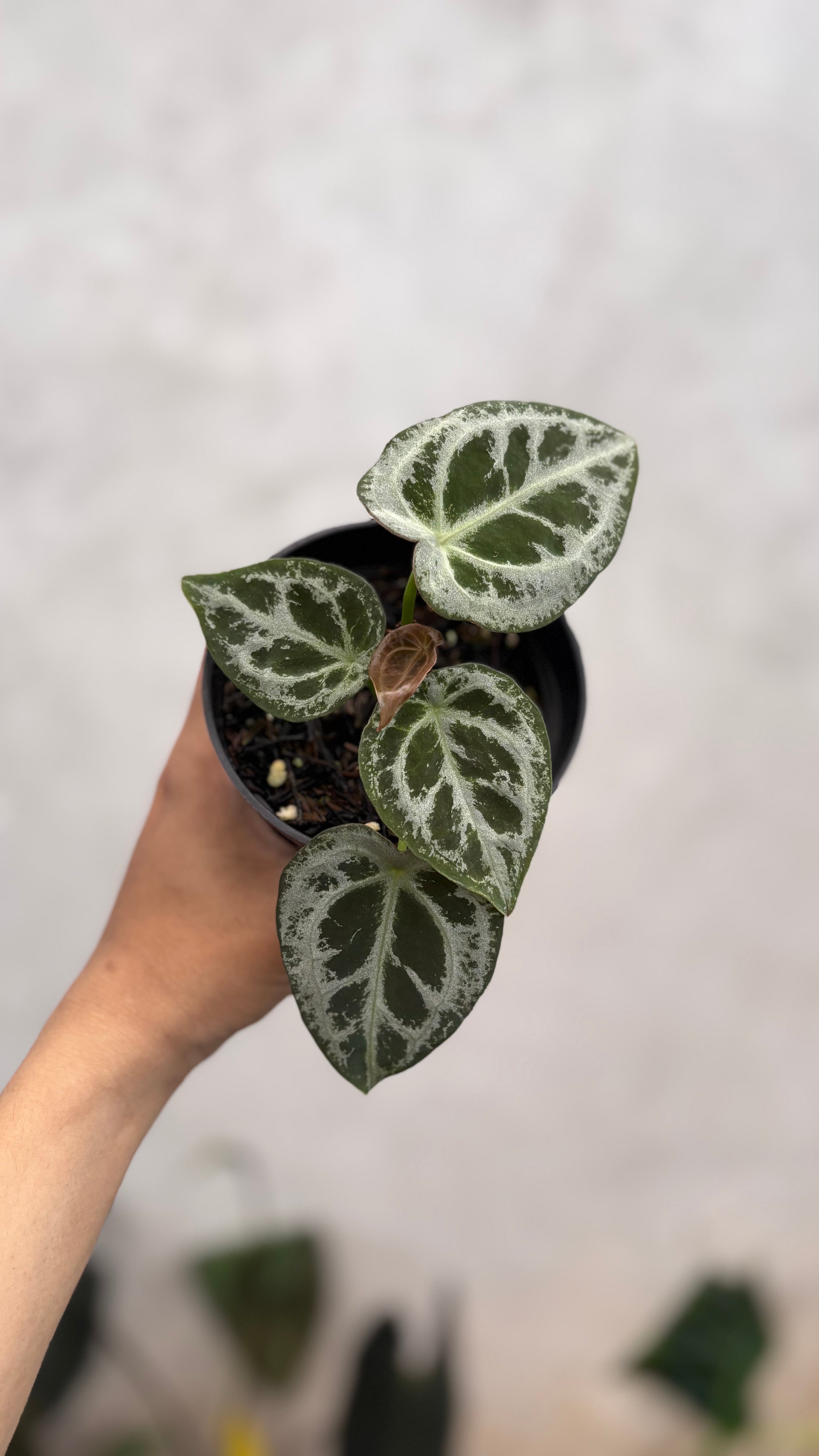 Anthurium Diamond Shield