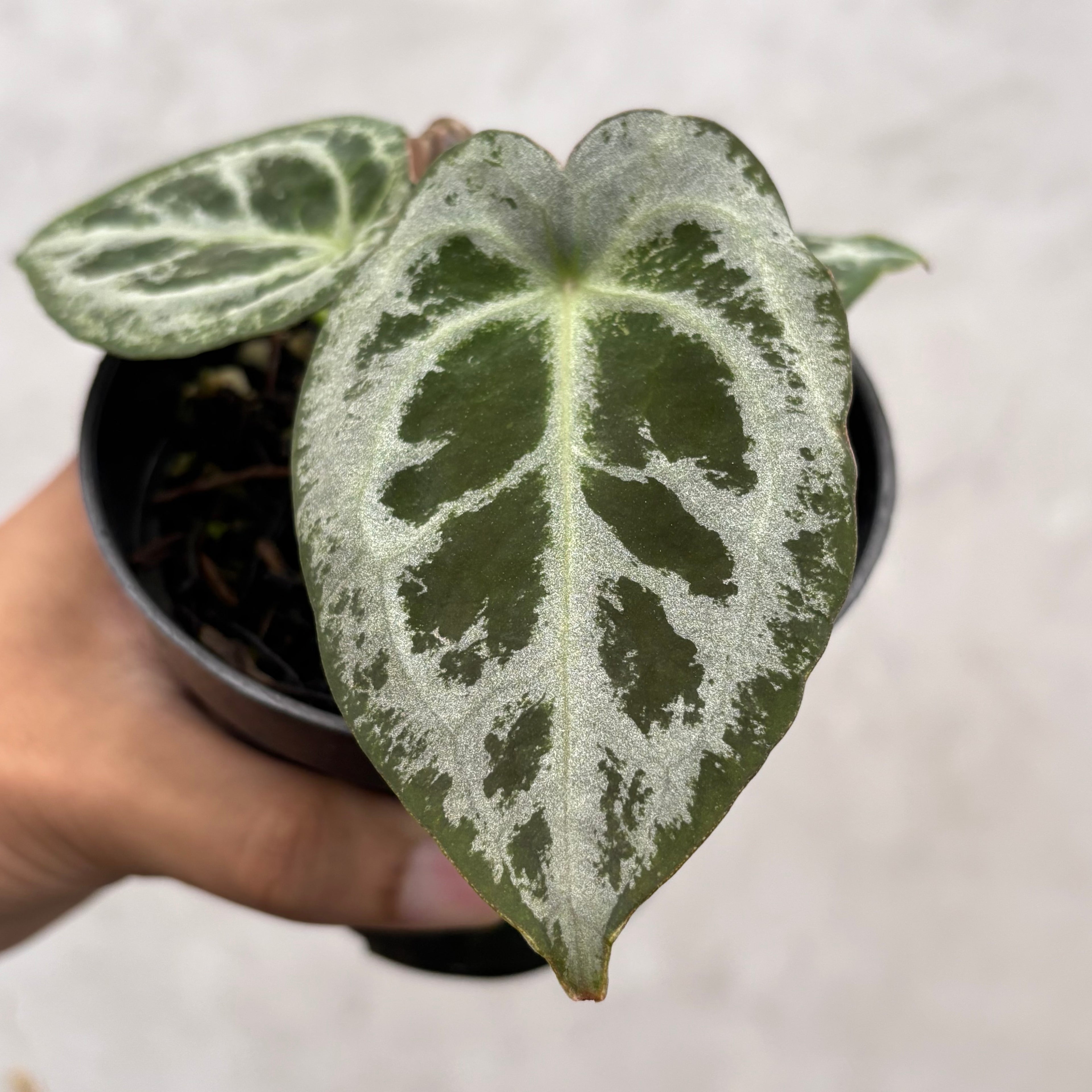 Anthurium Diamond Shield