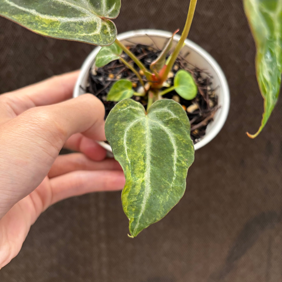 RP33-10 Anthurium BVIT x Michelle Variegated