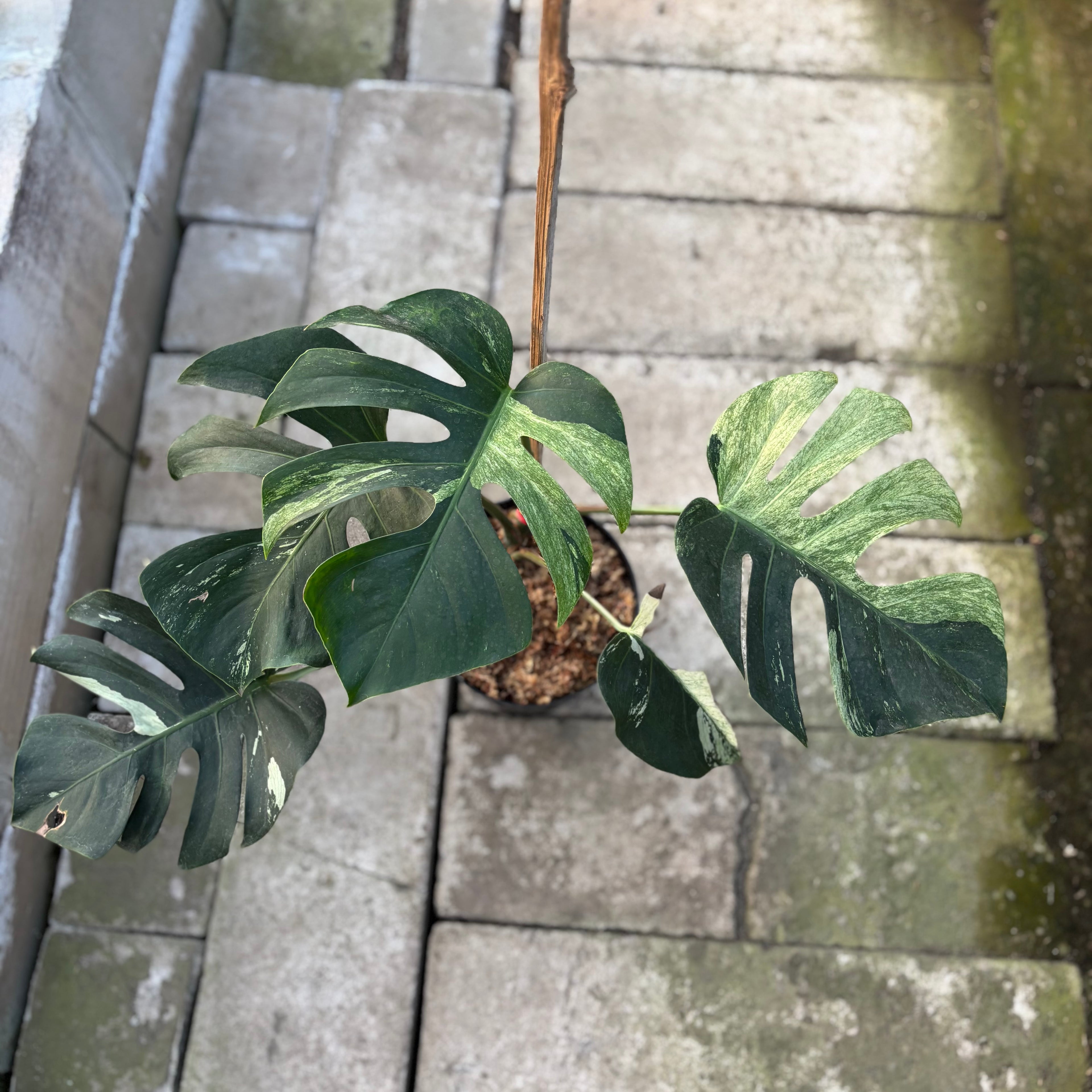 RP31-9 Monstera Jungle Mint