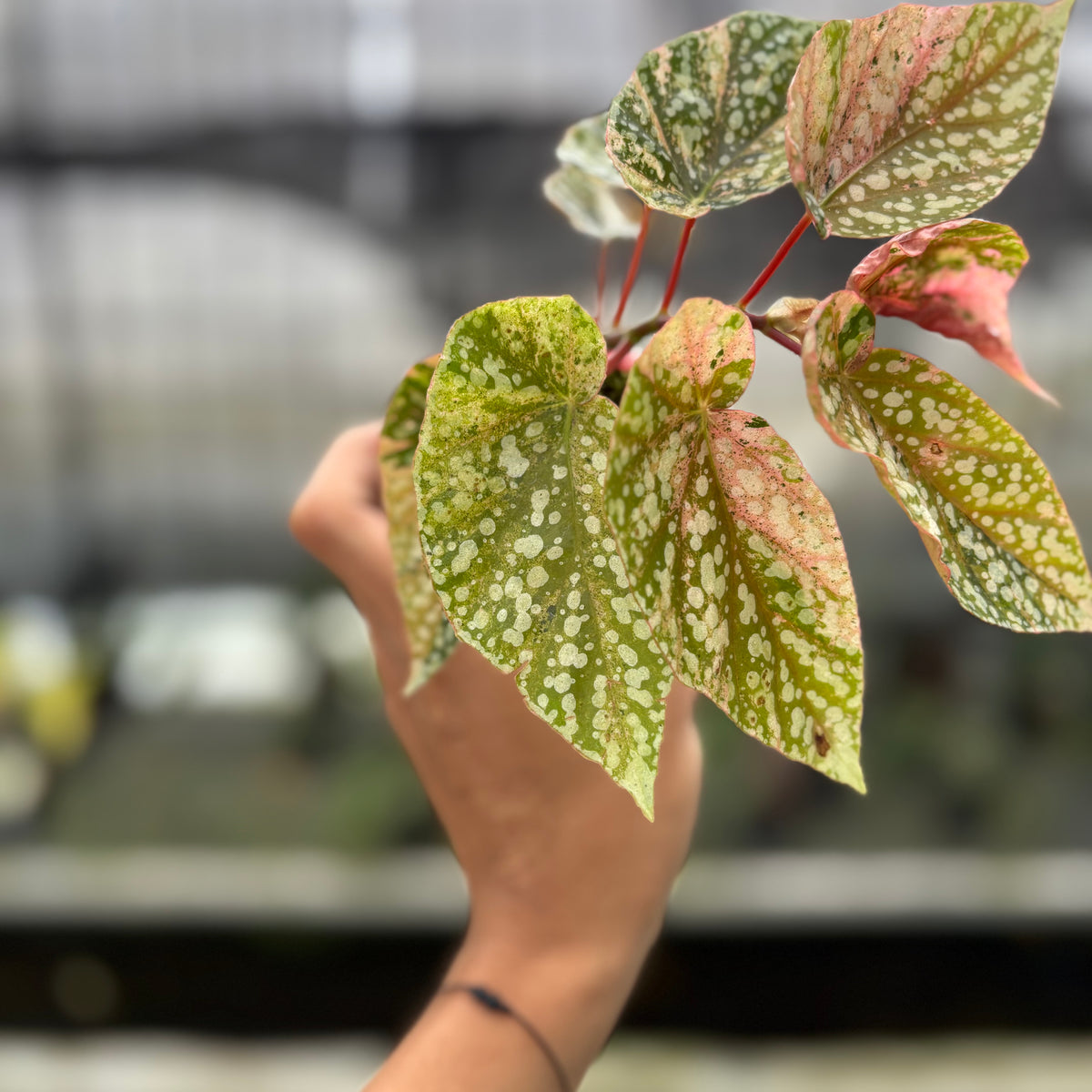 RP7-10 Begonia Snow Capped Variegated