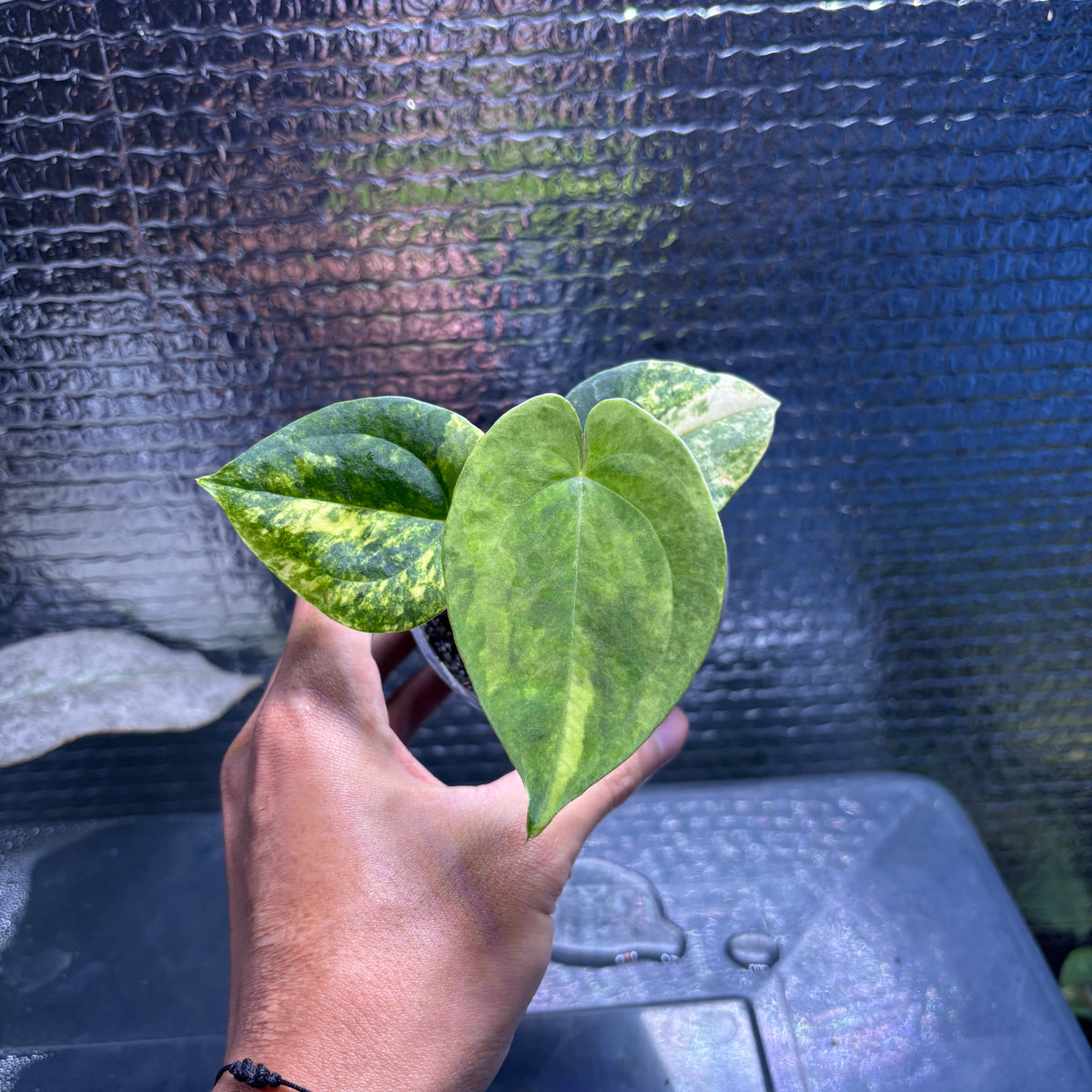 RP34-10 Anthurium KOS x AOS Variegated