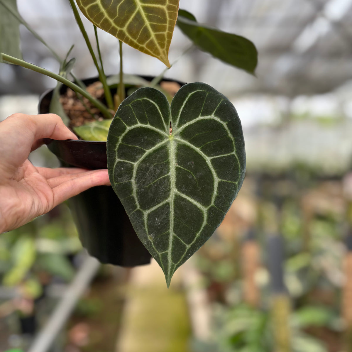 RP13-10 Anthurium Clarinervium Medium Size