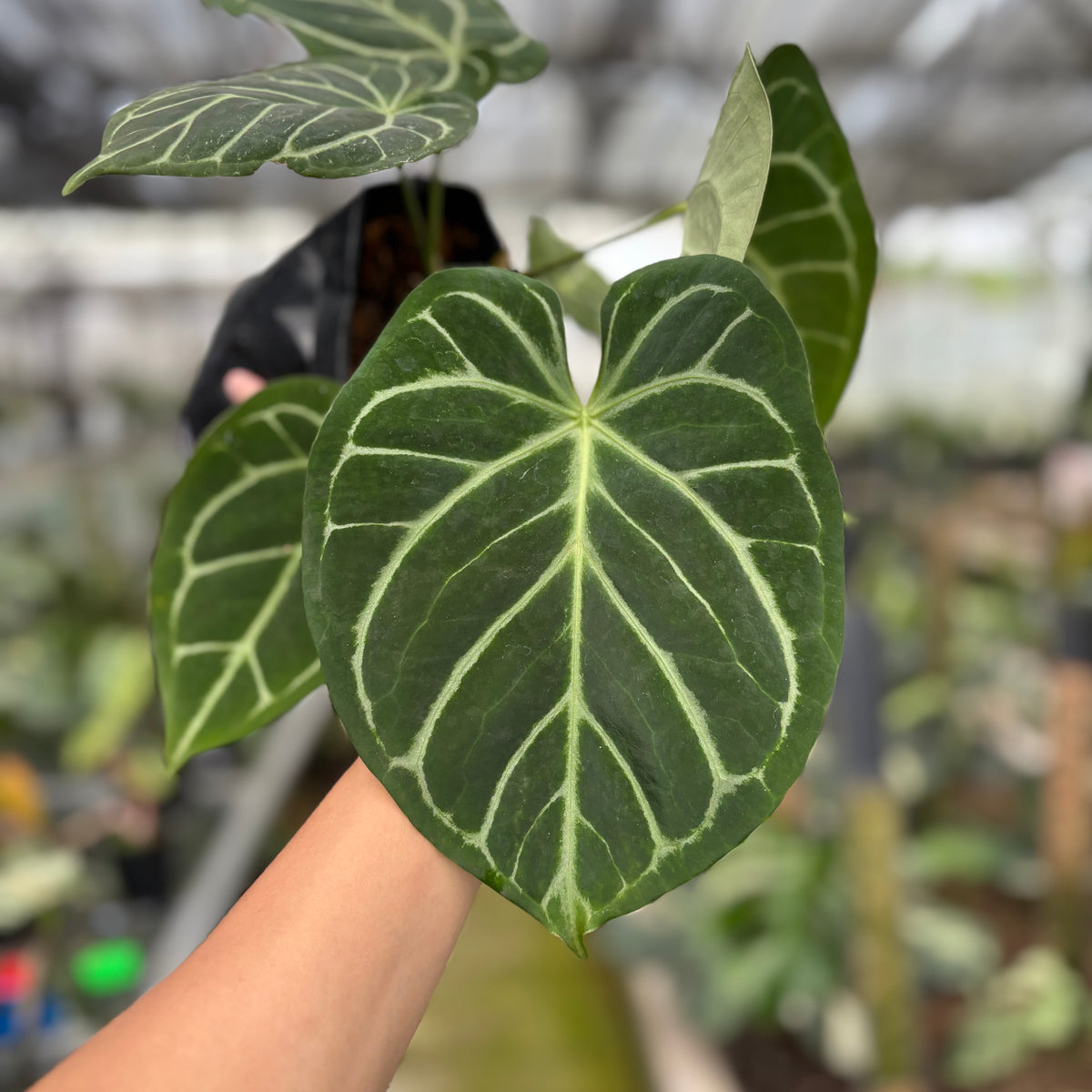 RP14-10 Anthurium Papilillaminum x Magnificum