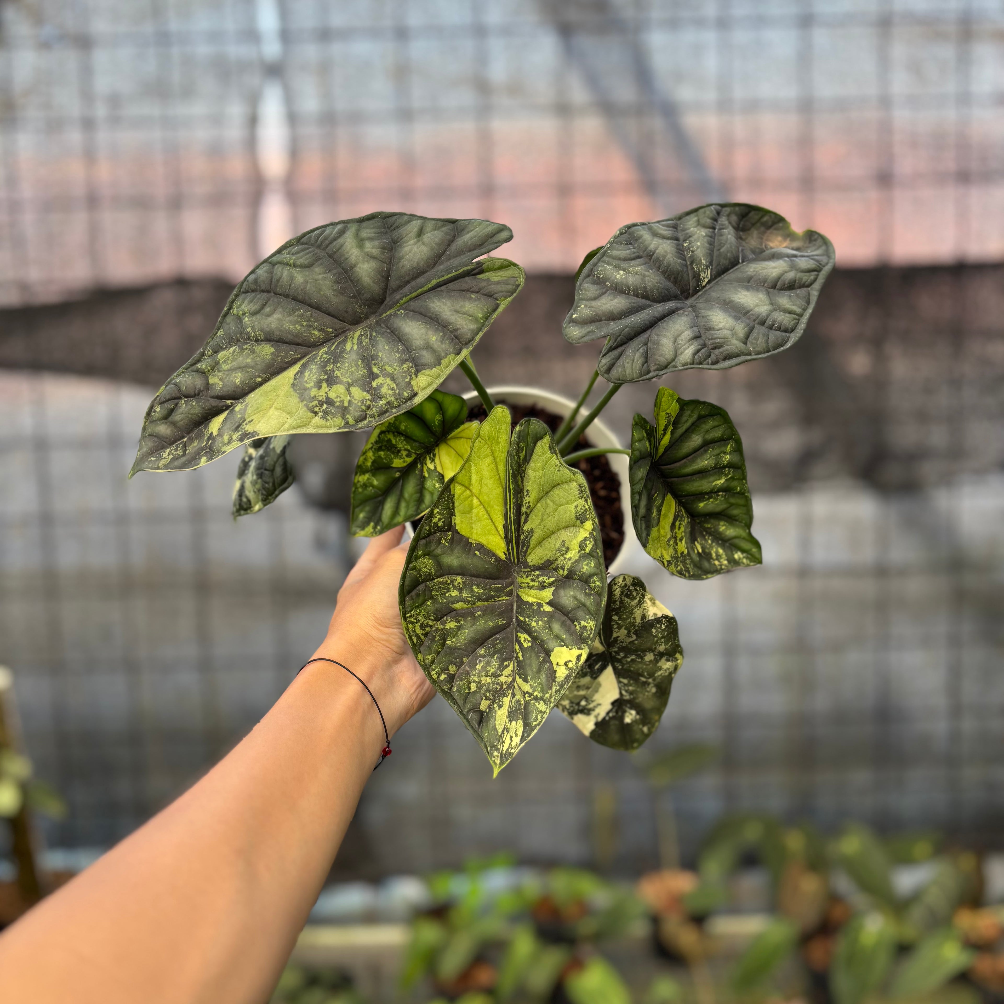 RP22-9 Alocasia Dragon Scale Variegated Mature Size