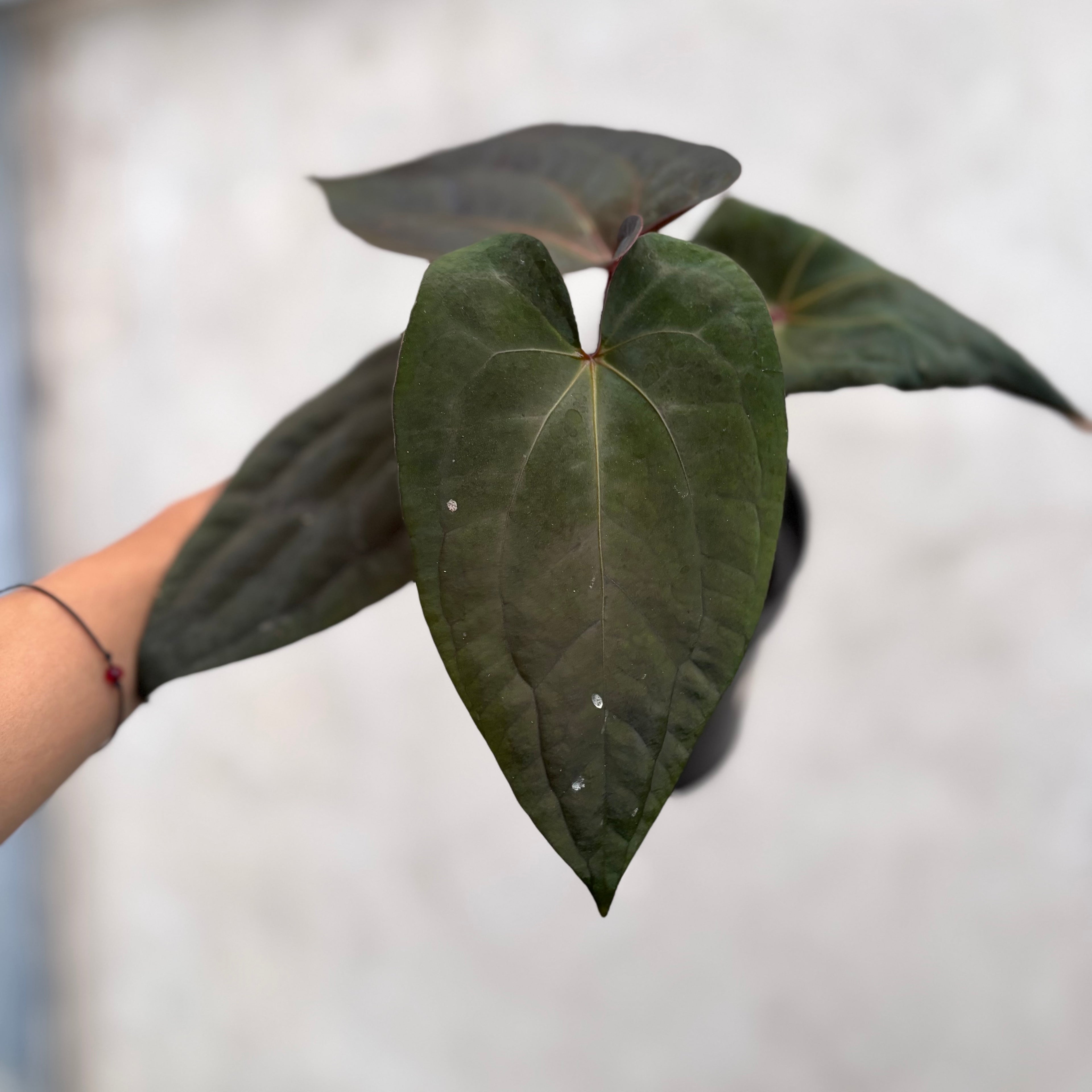 Anthurium Night Dragon