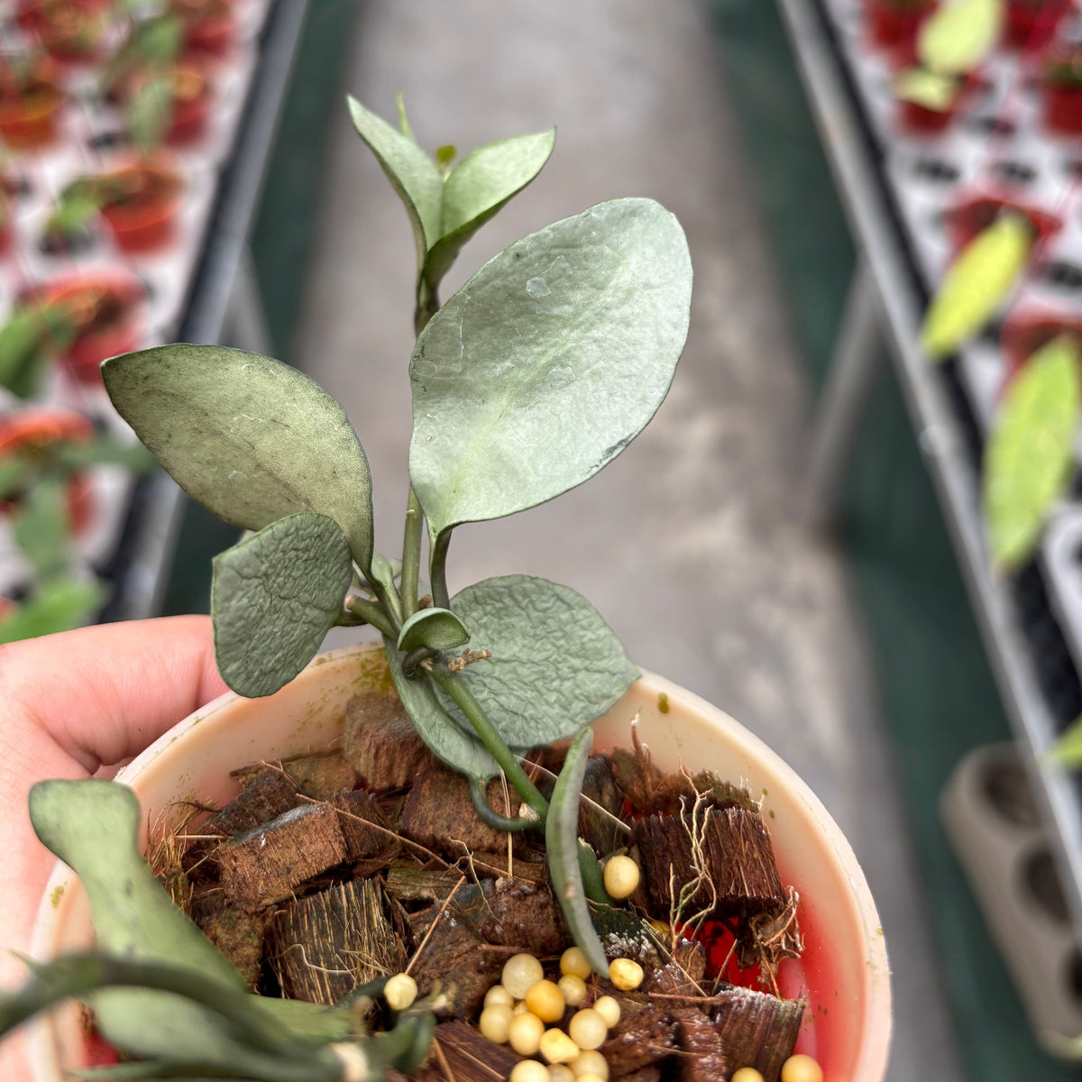 Hoya Lacunosa Orange Skin