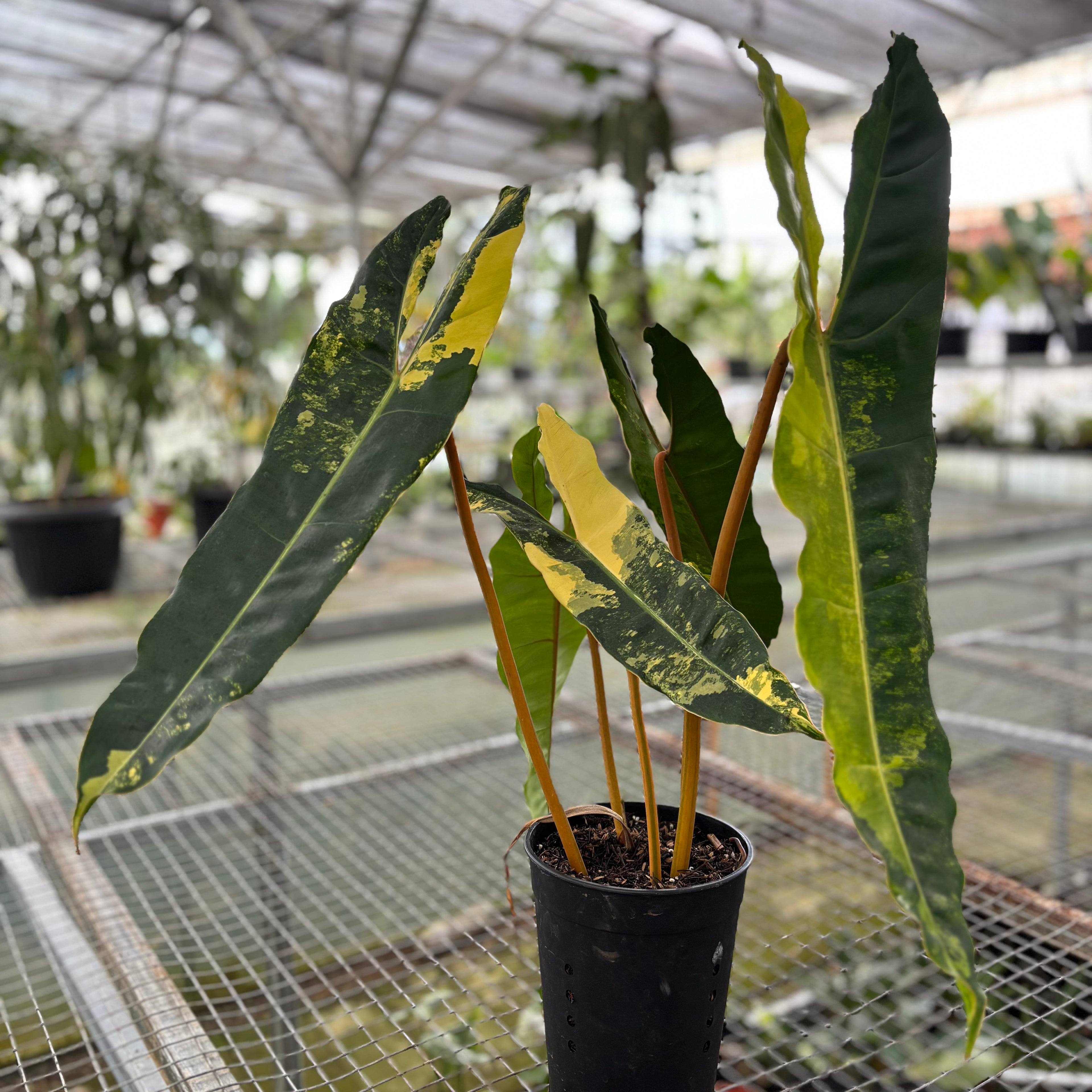 Philodendron Billiteae Variegated Big Size