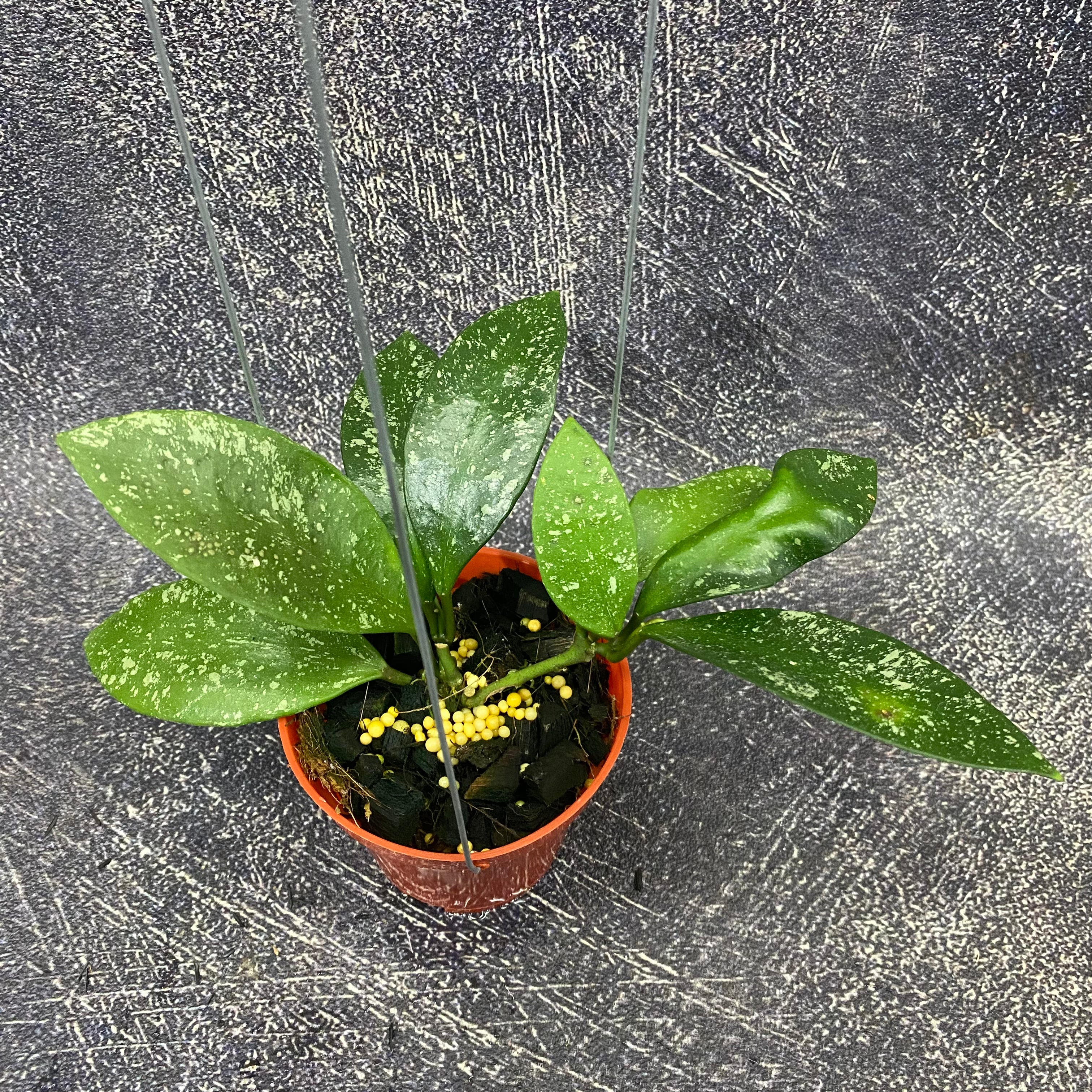 Hoya Benchaii Splash