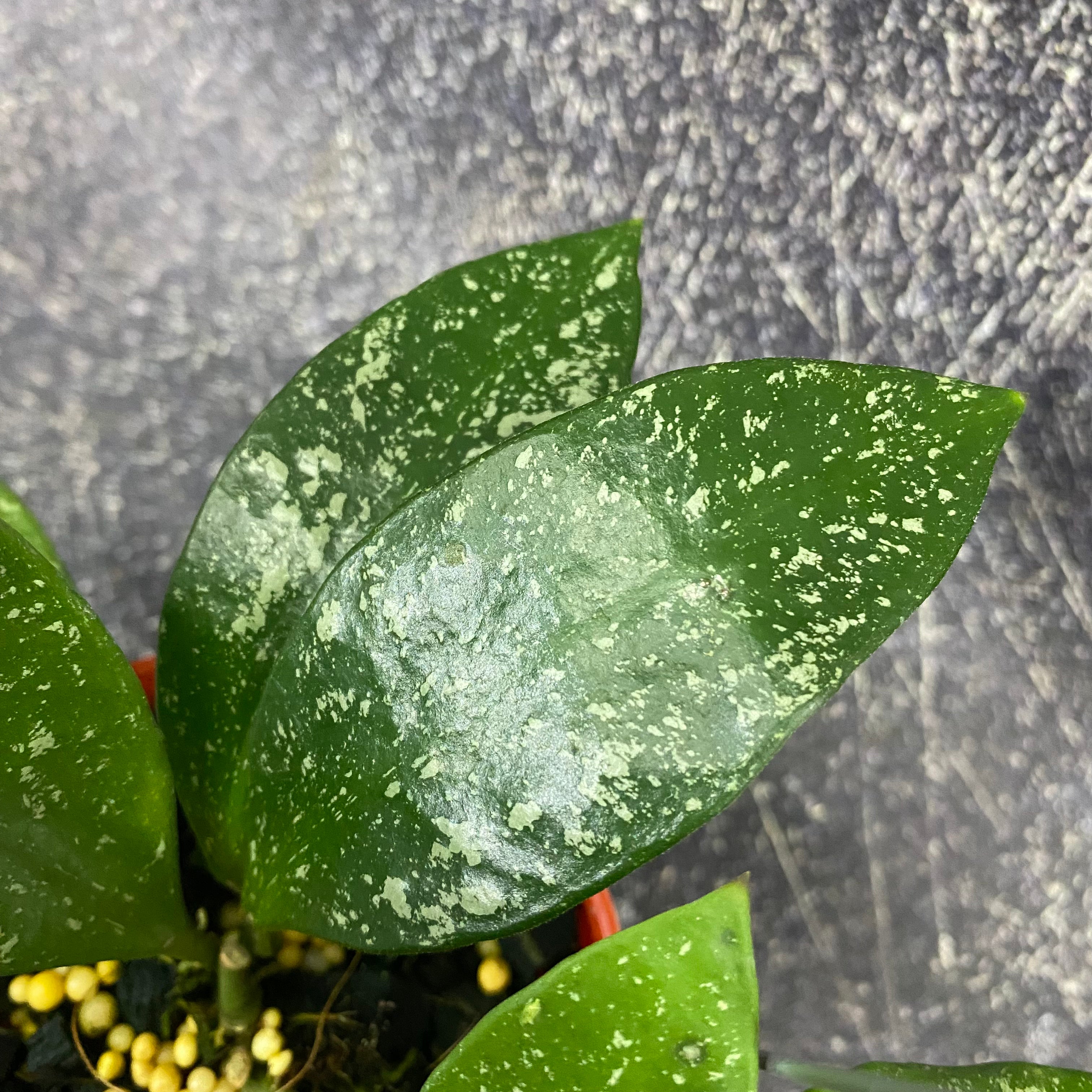 Hoya Benchaii Splash