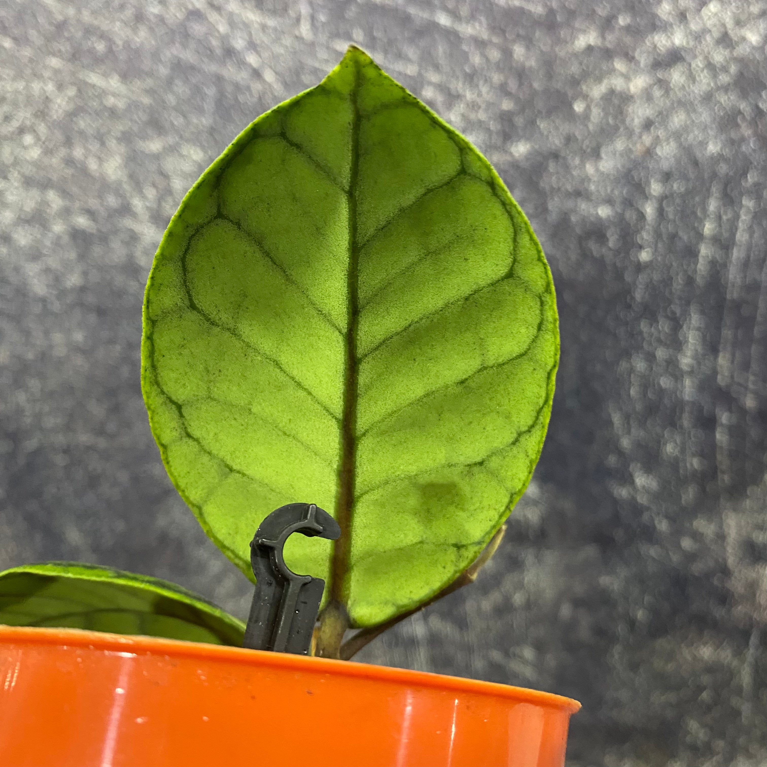 Hoya Callistophylla Chibi